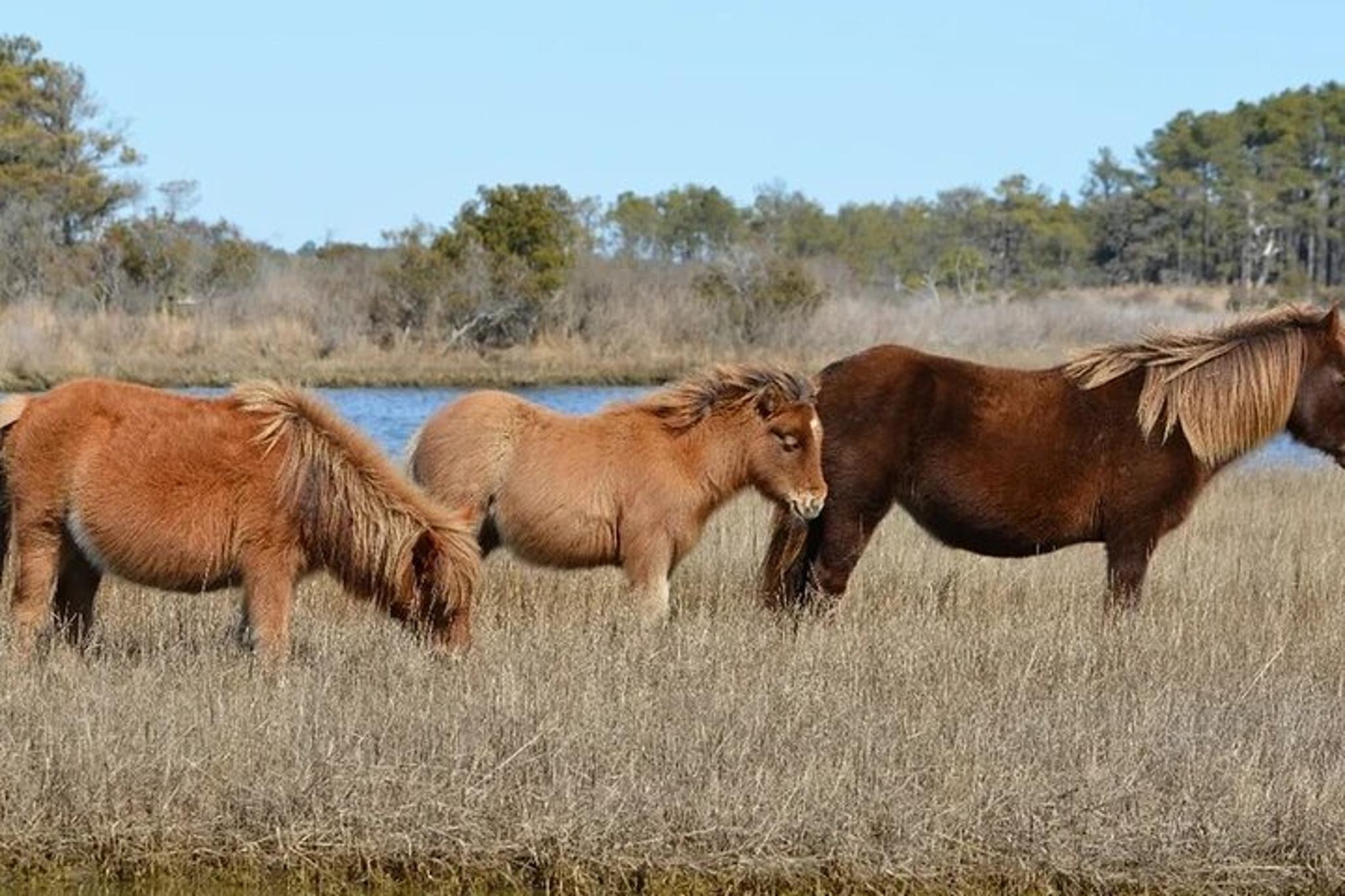 Ocean City Pony Cruise on Assateague Island - Image 4
