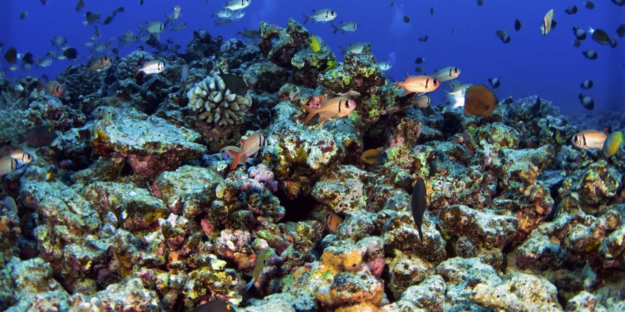 Maui Kayak and Snorkel Tour in Makena - Image 6