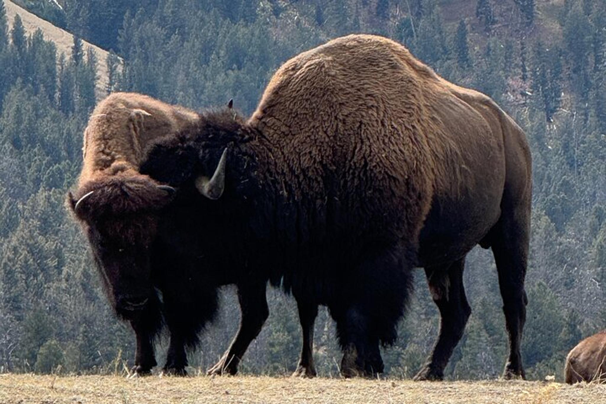 Gardiner Wildlife Safari with Lunch 8 hr - Image 3