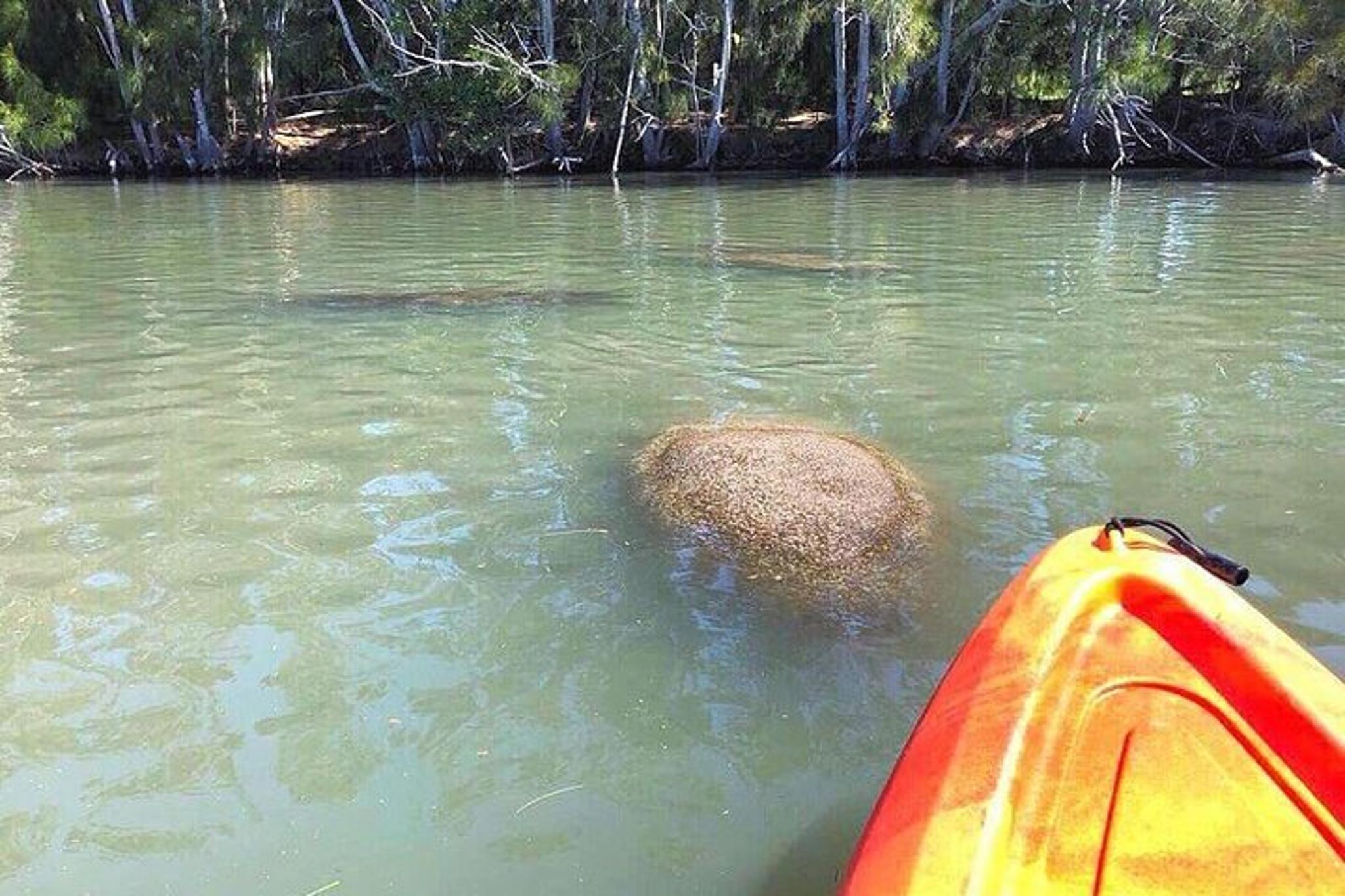 Orlando Dolphin & Manatee Kayaking Tour