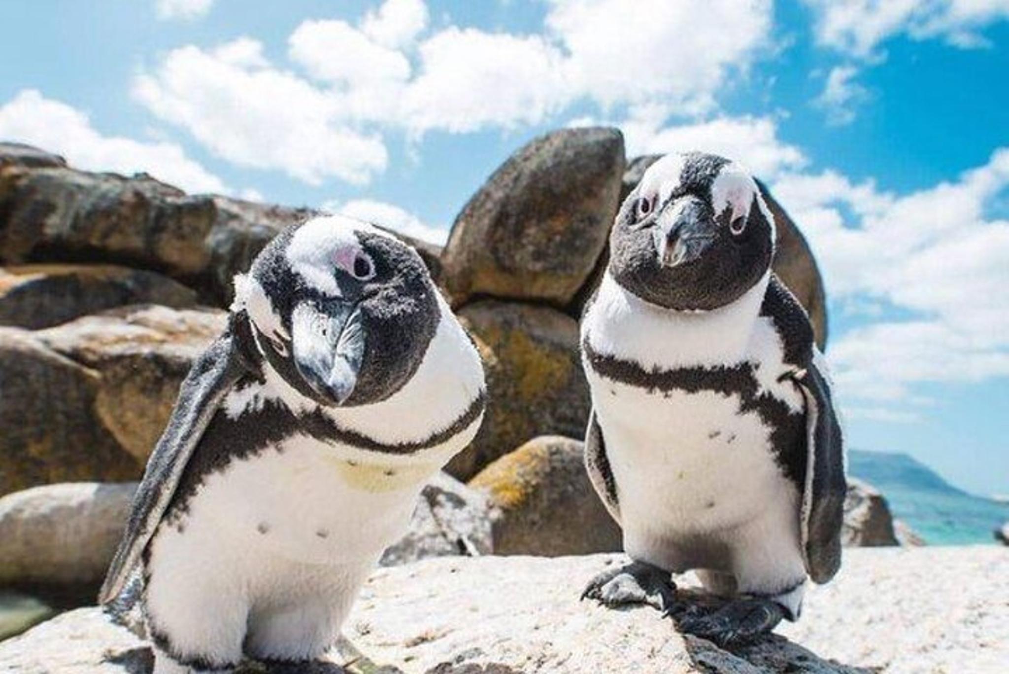 Cape Town Seal and Penguin Tour Full Day - Image 1