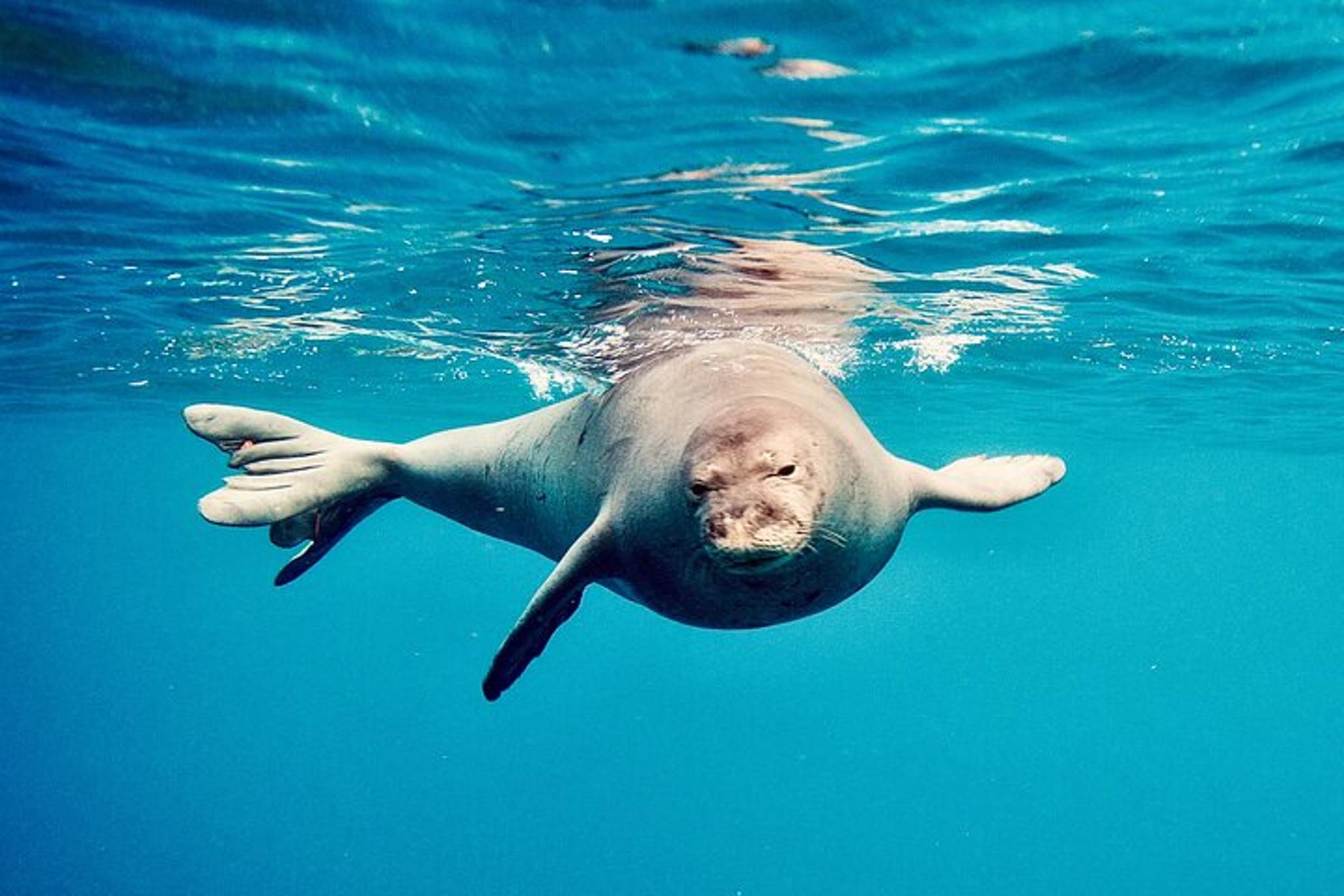 Oahu Dolphin Watching and Turtle Snorkeling - Image 6