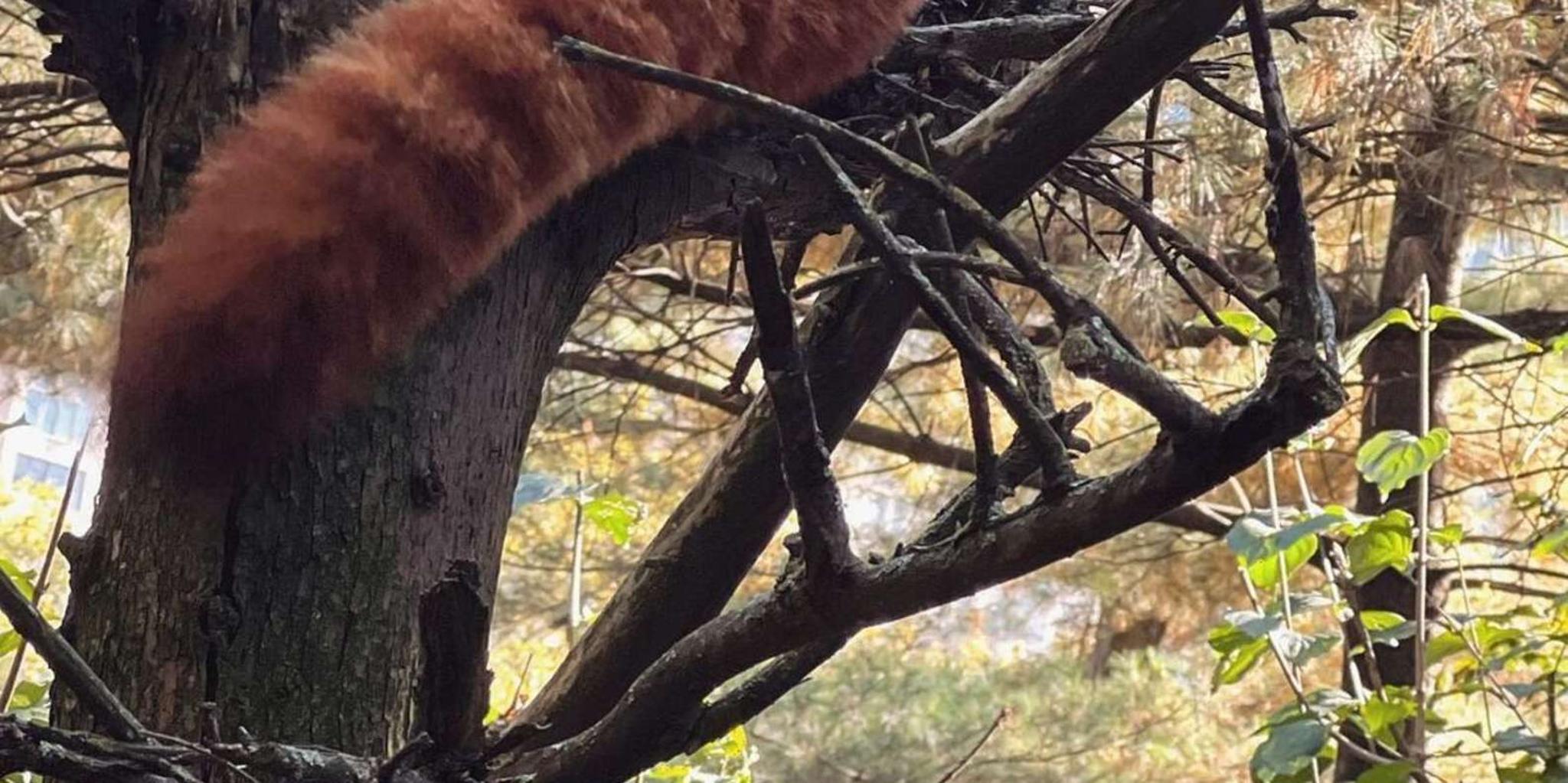 New York Central Park Zoo Tour with Hotel Pickup - Image 5