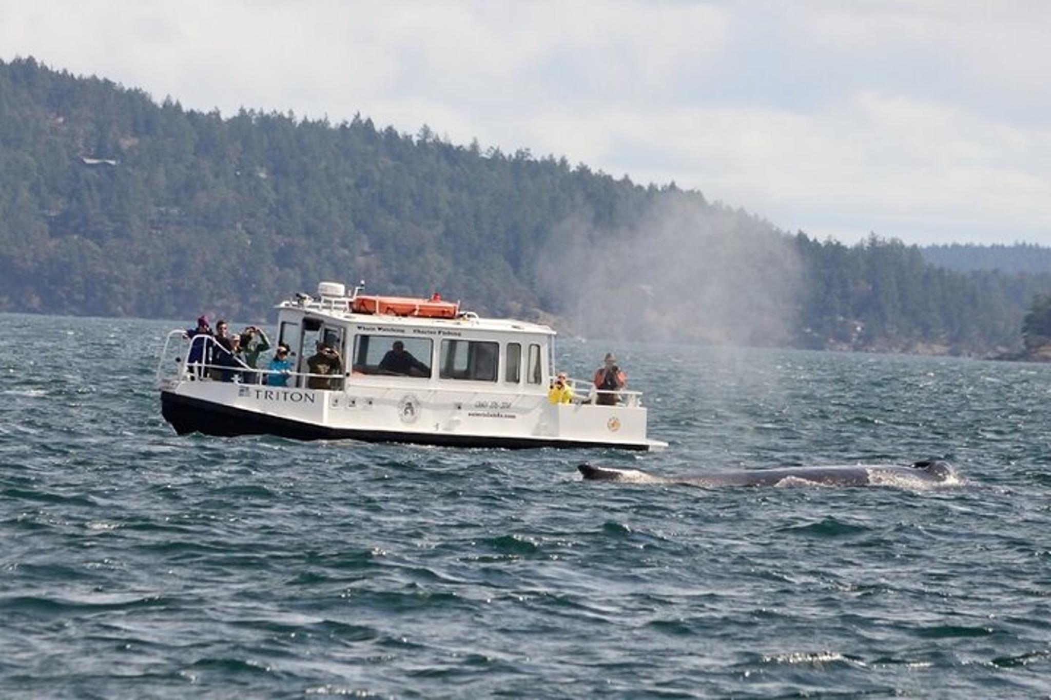 Orcas Island Whale Watching Tour - Image 4