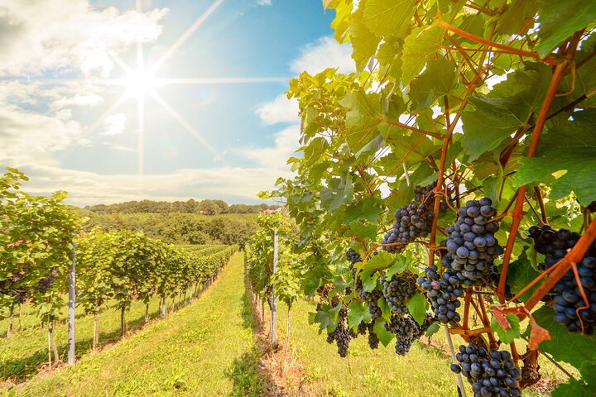 Napa and Sonoma Valley Wine Tour - Image 6
