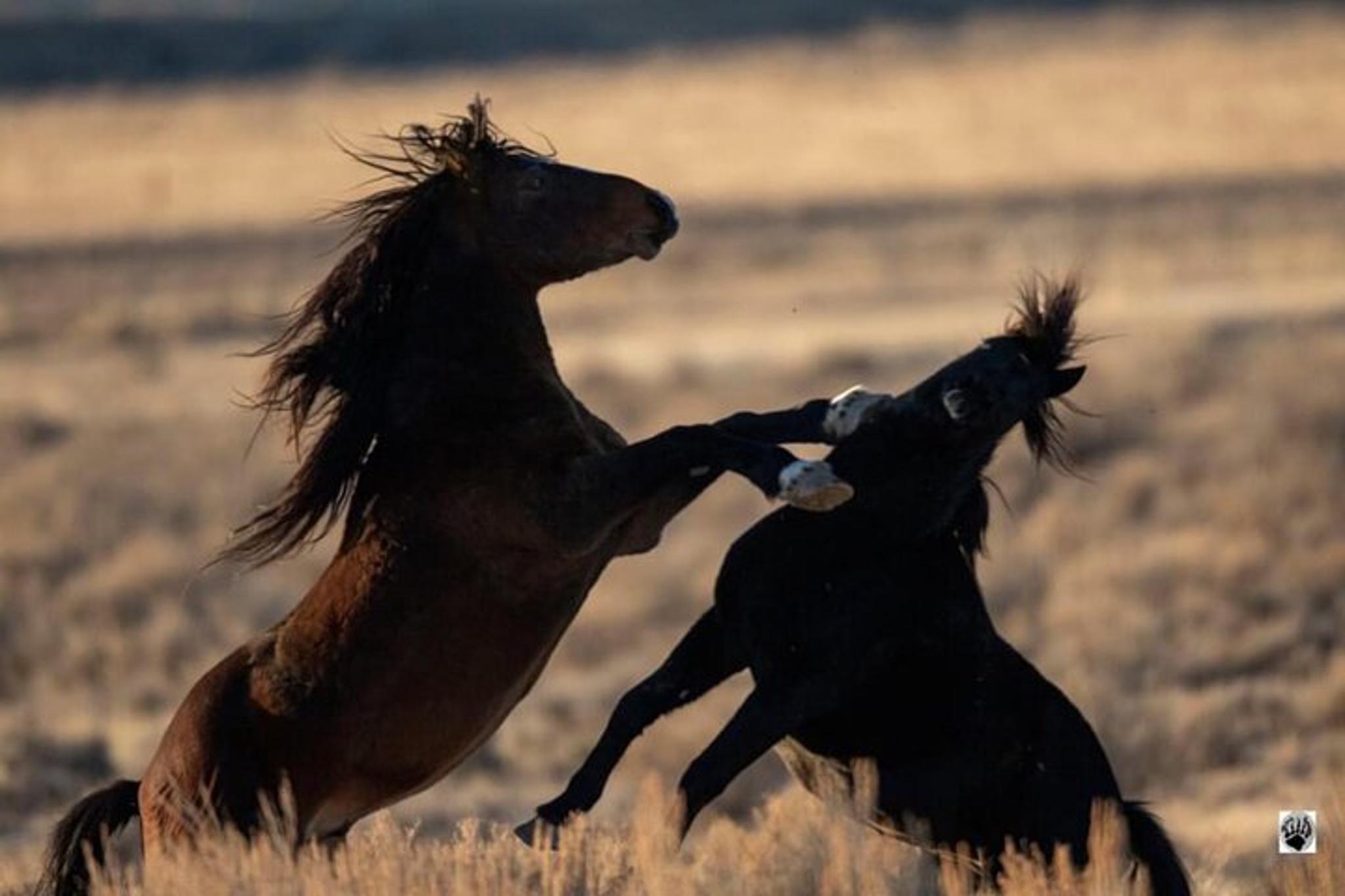 Cody Wild Mustang Safari
