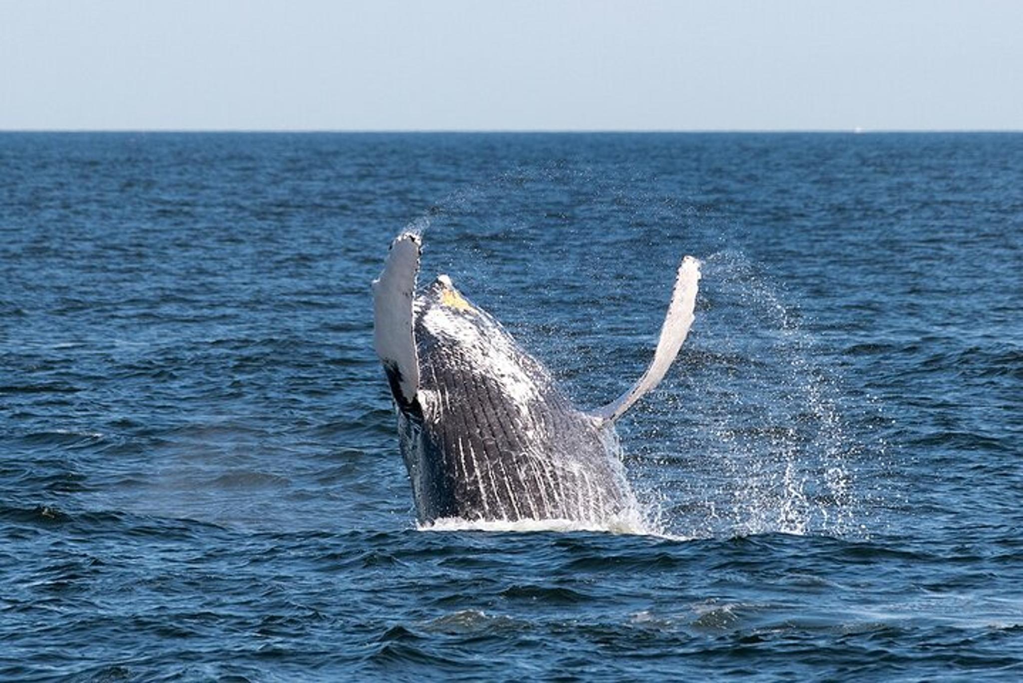 New York City Whale Watching Cruise
