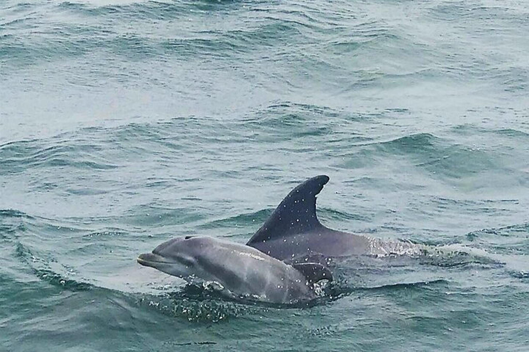 Pensacola Dolphin and Scenic Tour - Image 3