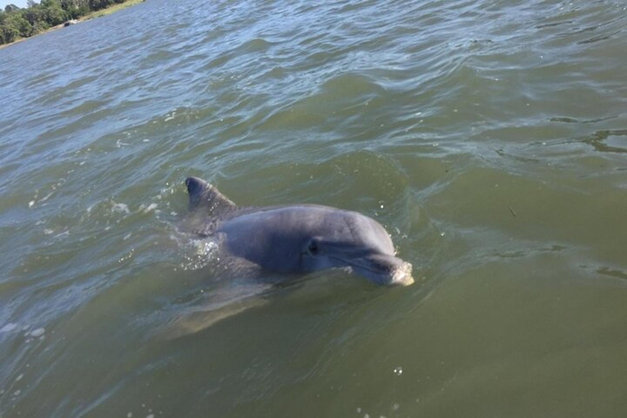 Hilton Head Dolphin and Donut Cruise 90 Min - Image 5