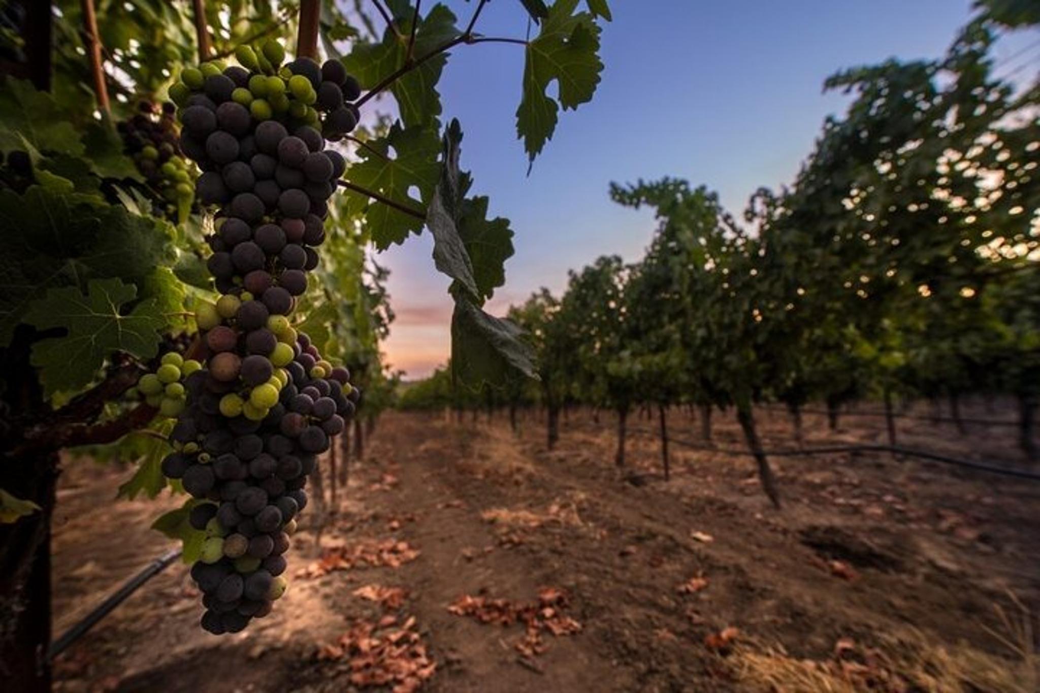 Napa or Sonoma Valley Private SUV Wine Tour - Image 6