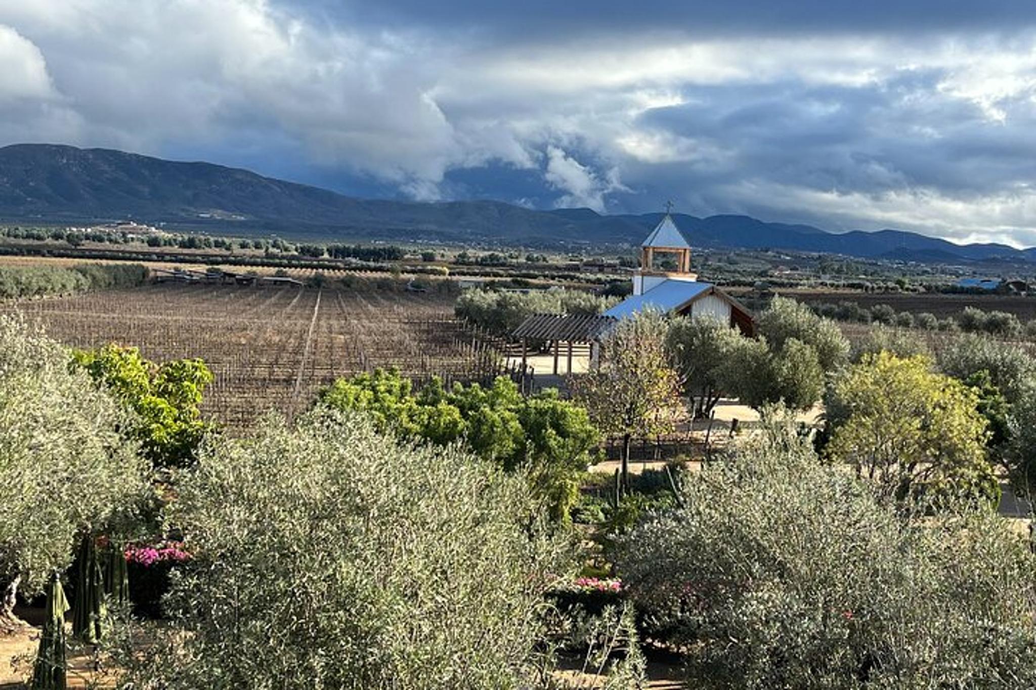 Valle de Guadalupe Wine Tour by Private Vehicle - Image 5