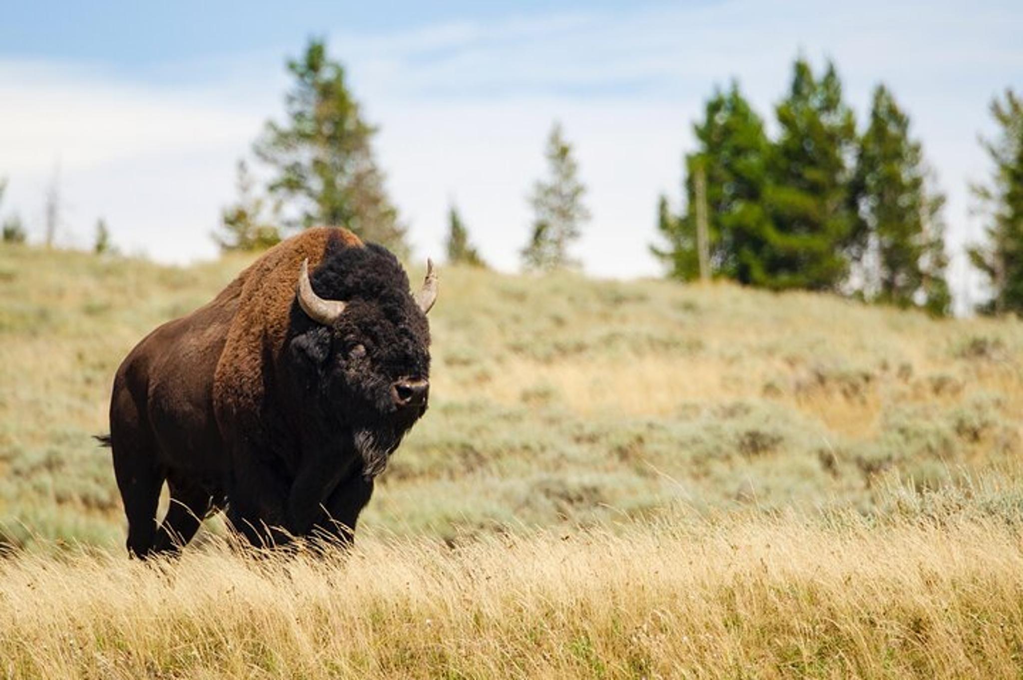 Yellowstone Wildlife and Waterfalls Tour - Image 3