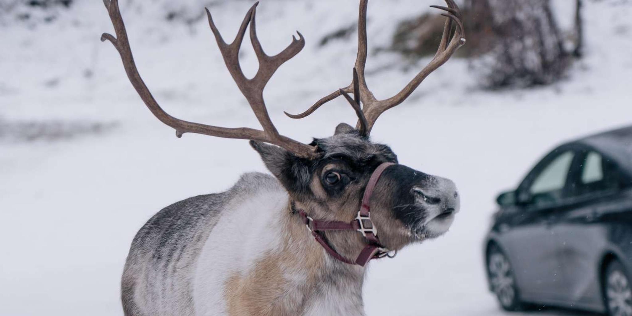 Fairbanks Reindeer Walk with Transportation 4 hr