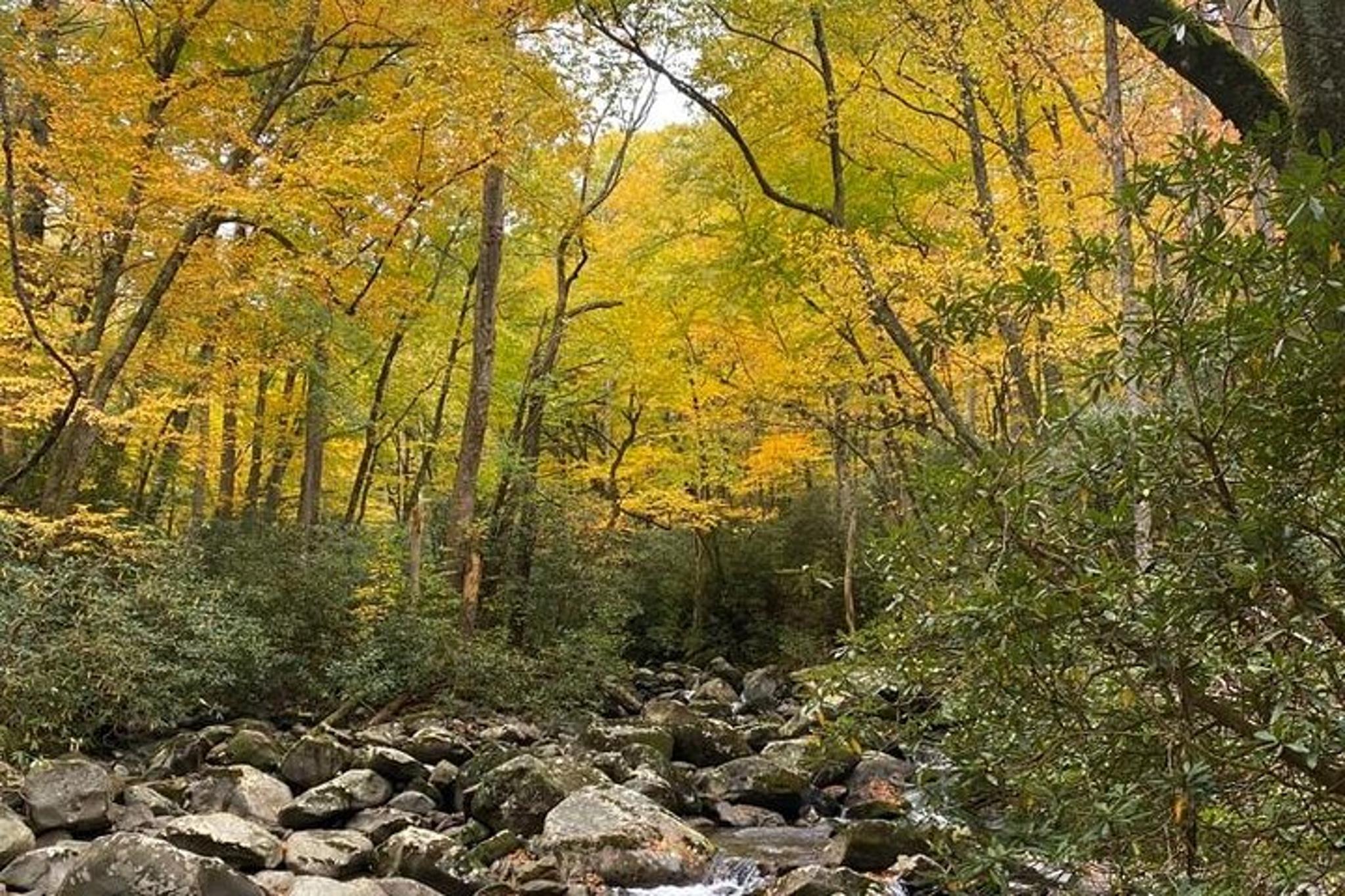 Smoky Mountains Hiking Tour - Image 4