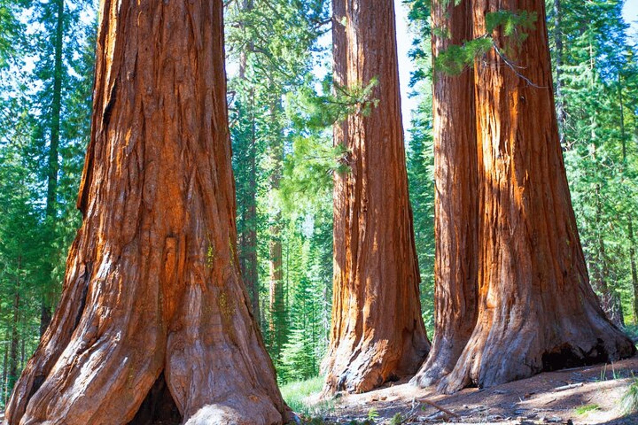 San Francisco Monterey & Yosemite Tour 2-Day - Image 5