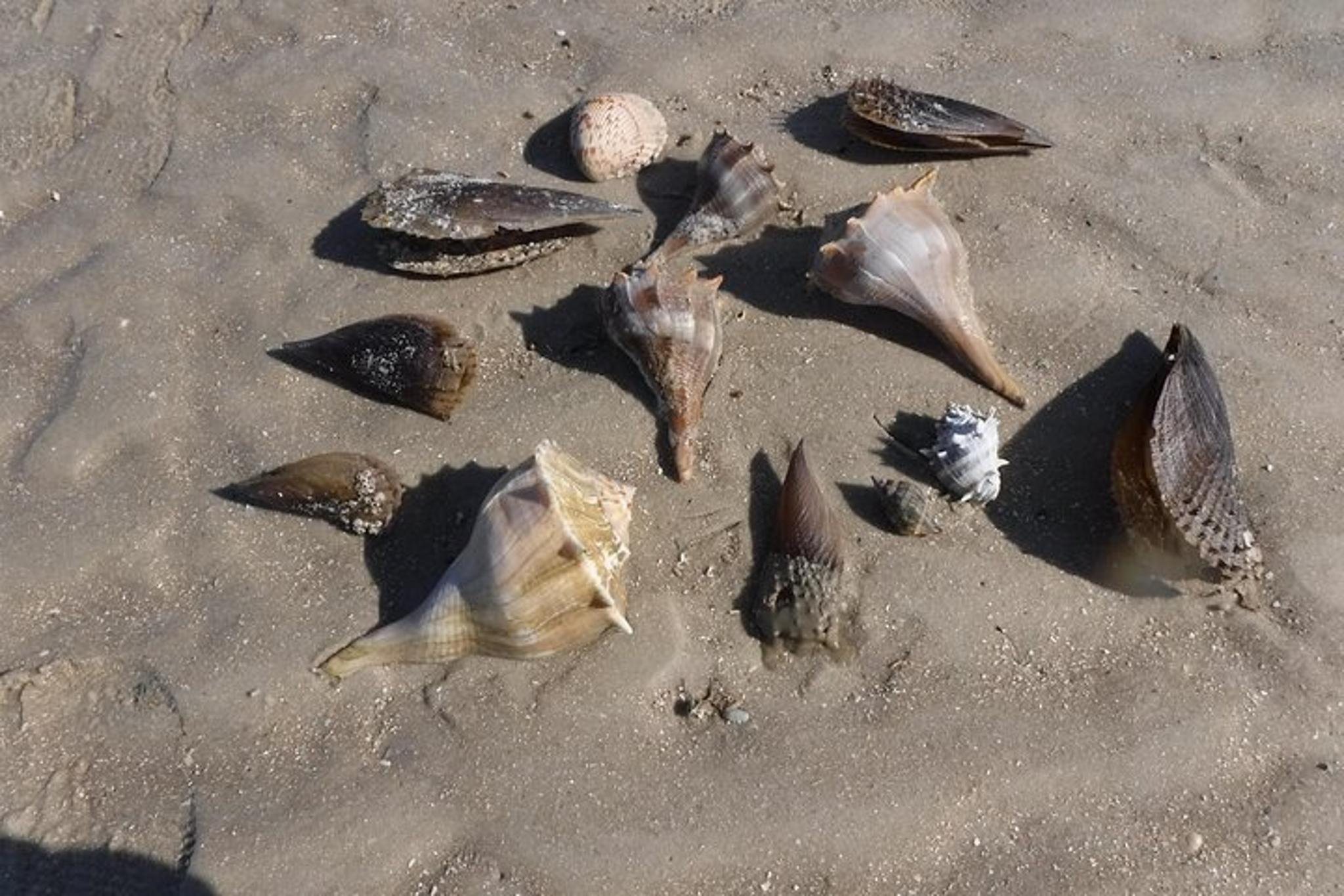 10,000 Islands Shelling Boat Tour - Image 1