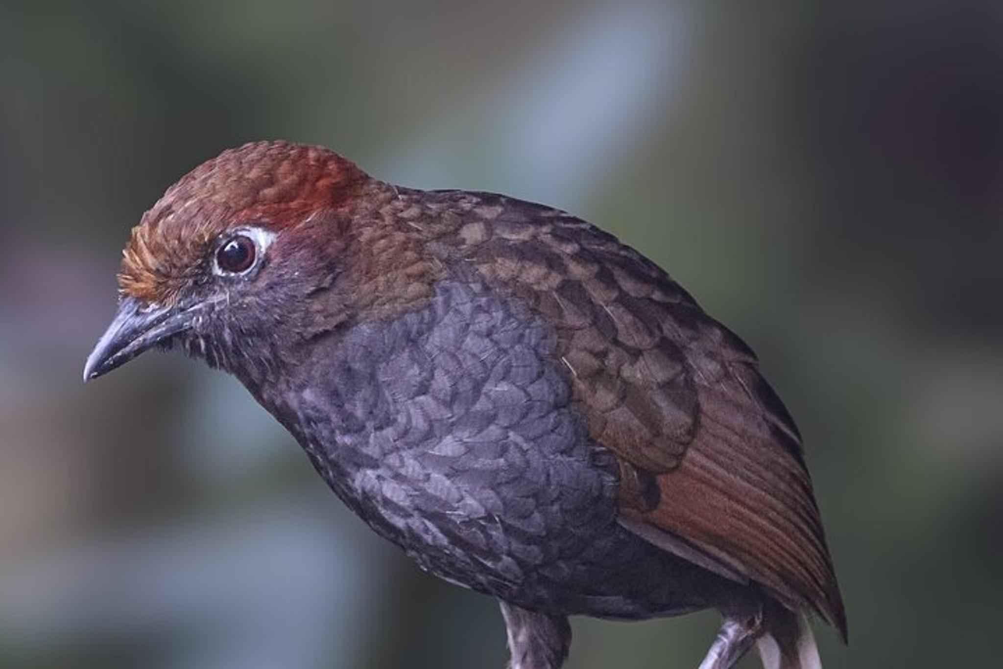 Ecuador Birding Photo Tour Andes to Amazon 10 Days - Image 6