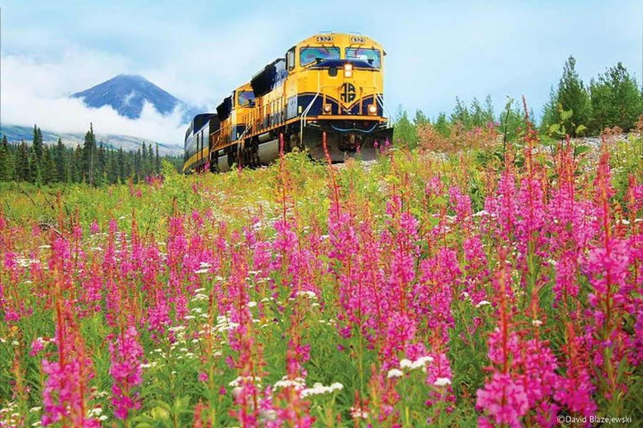 Denali to Anchorage Train Journey - Image 2