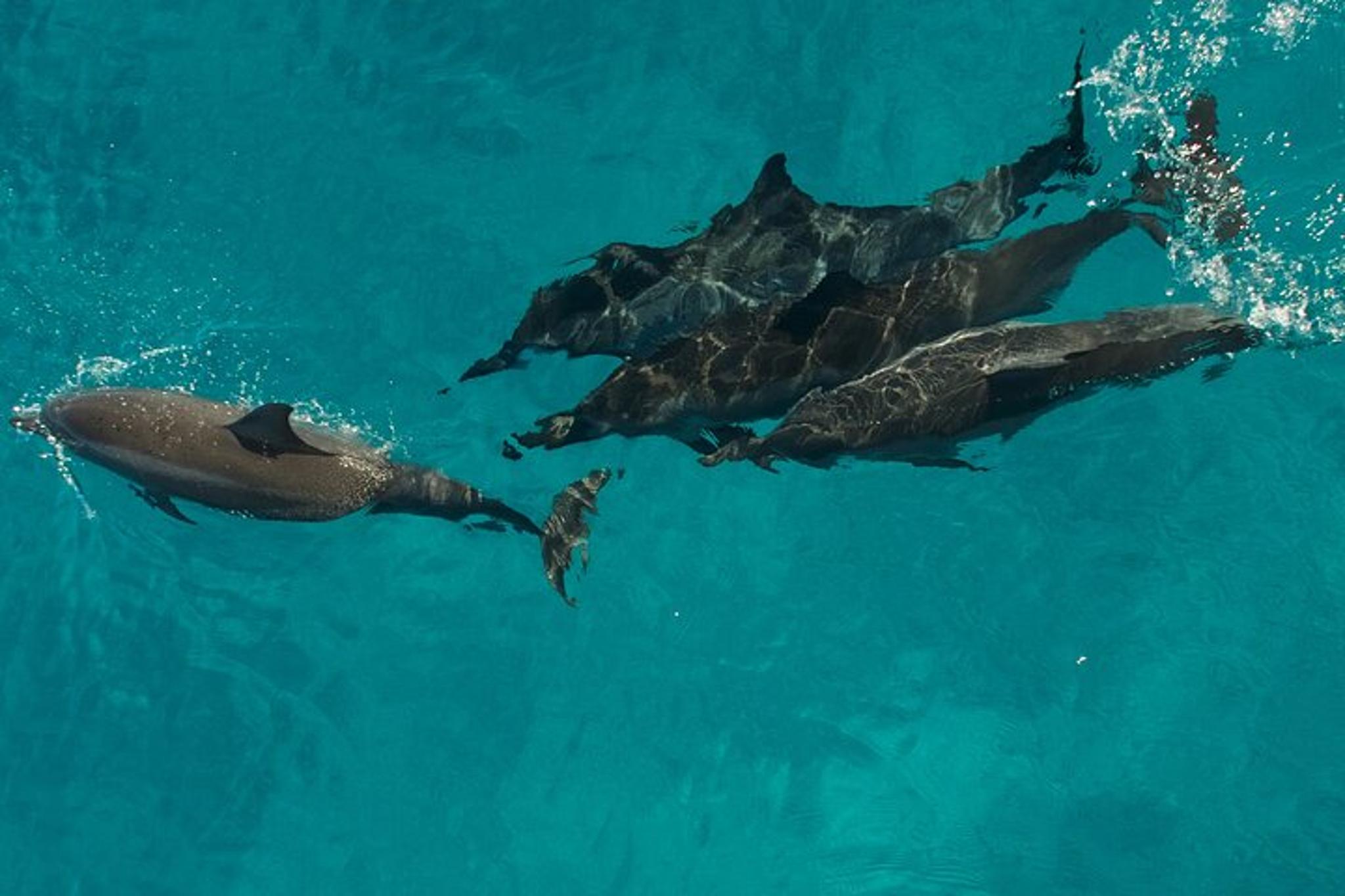 Kauai Na Pali Coast Raft and Snorkel Adventure - Image 4