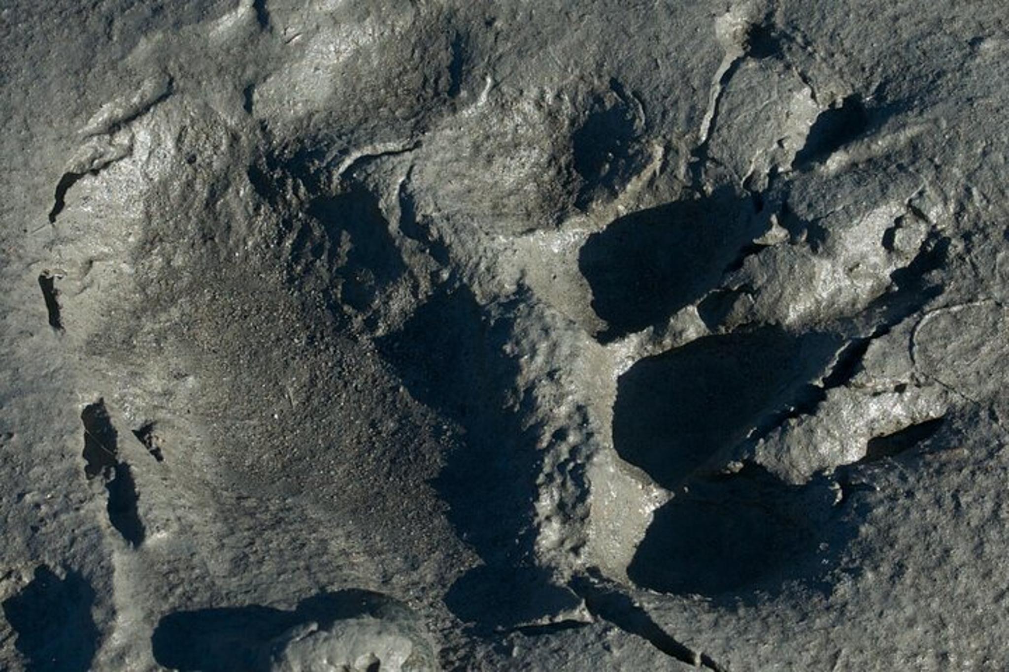 Skagway Wildlife Safari & Bear Viewing - Image 4