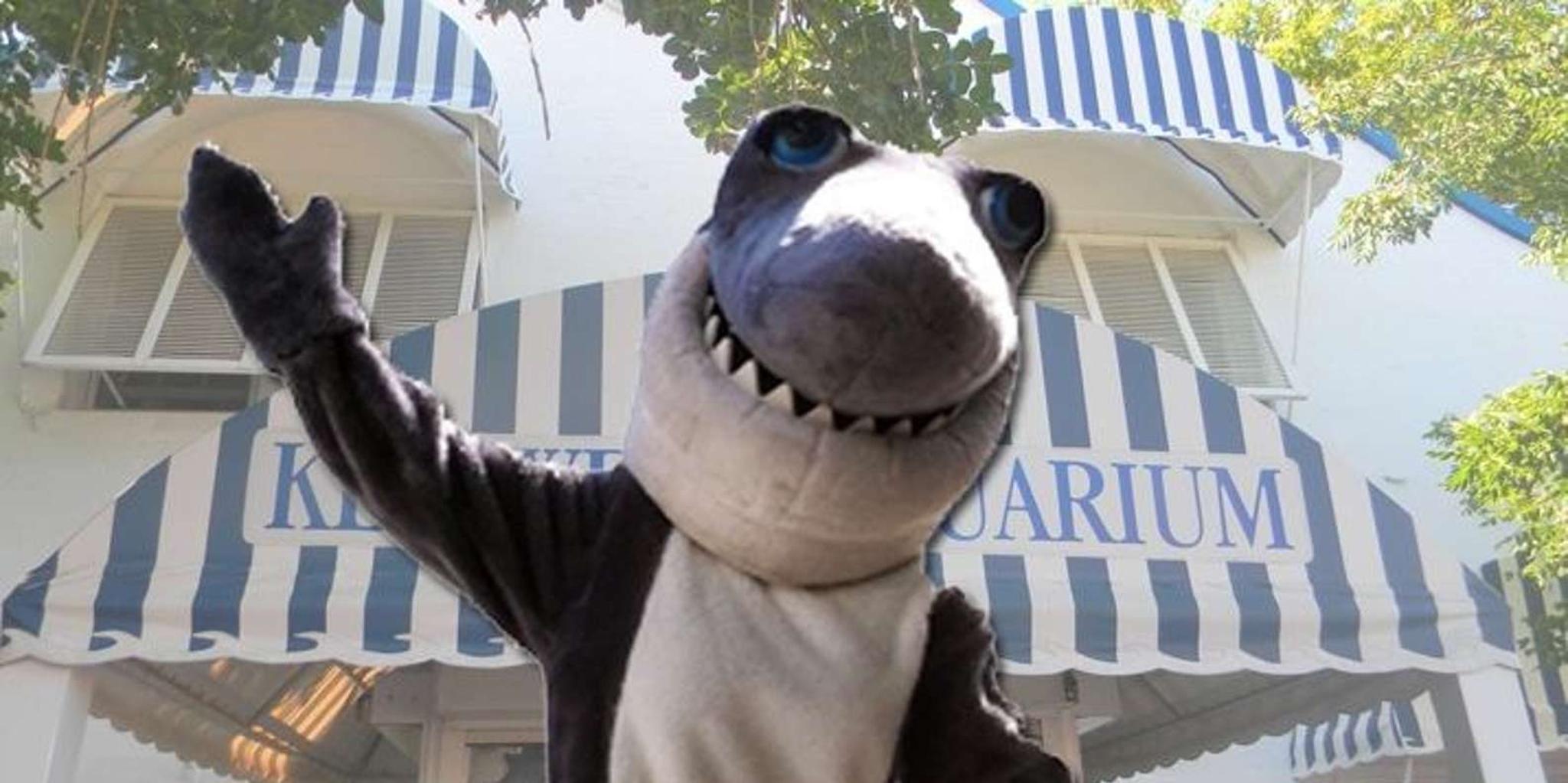 Key West Aquarium Tour - Image 3