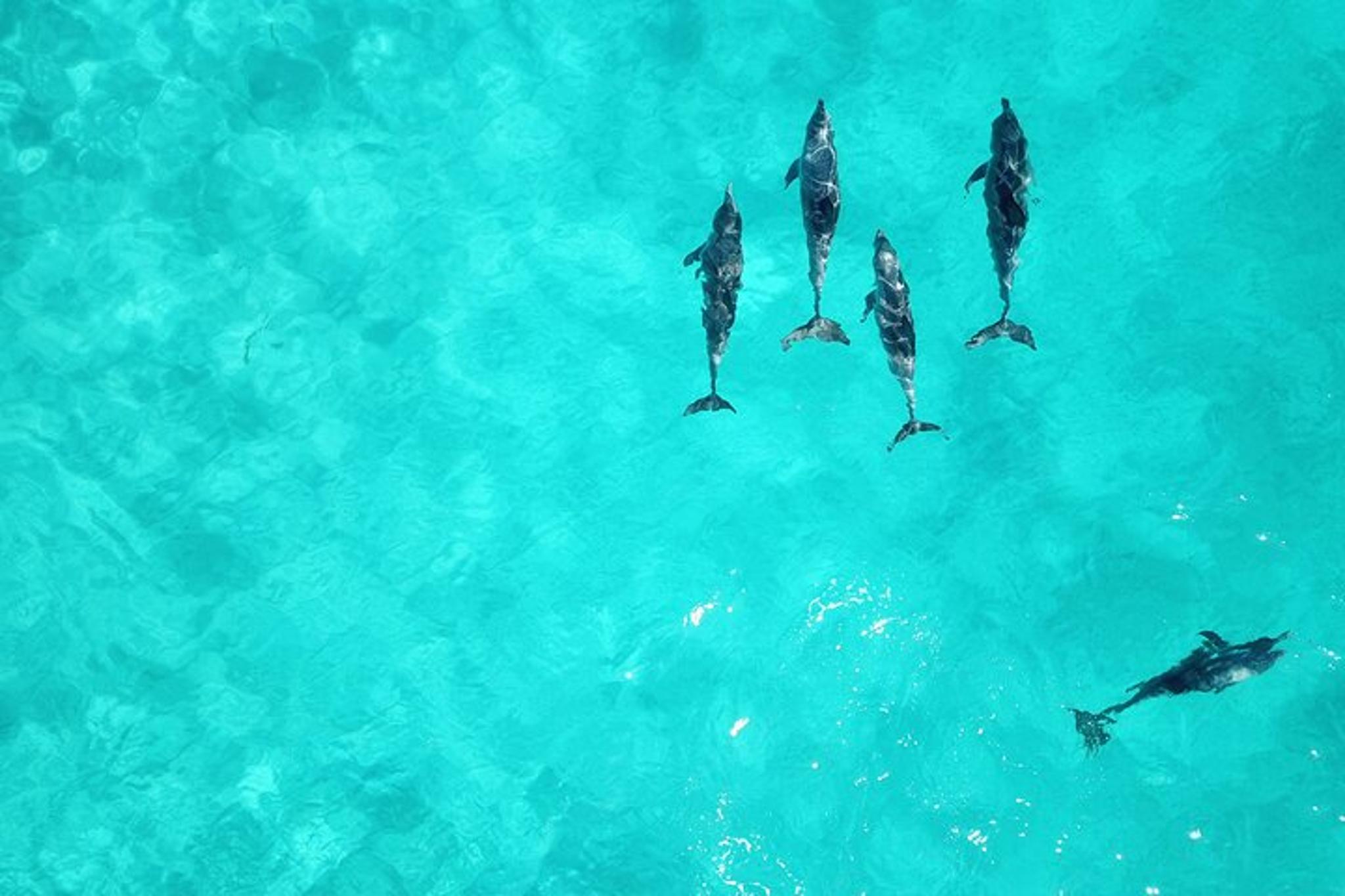 Miami Key West Dolphin Watch Tour - Image 5