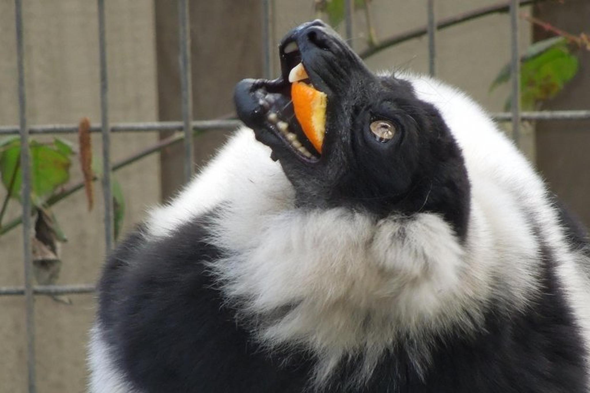 Sonoma Safari and Redwoods Private Tour - Image 3