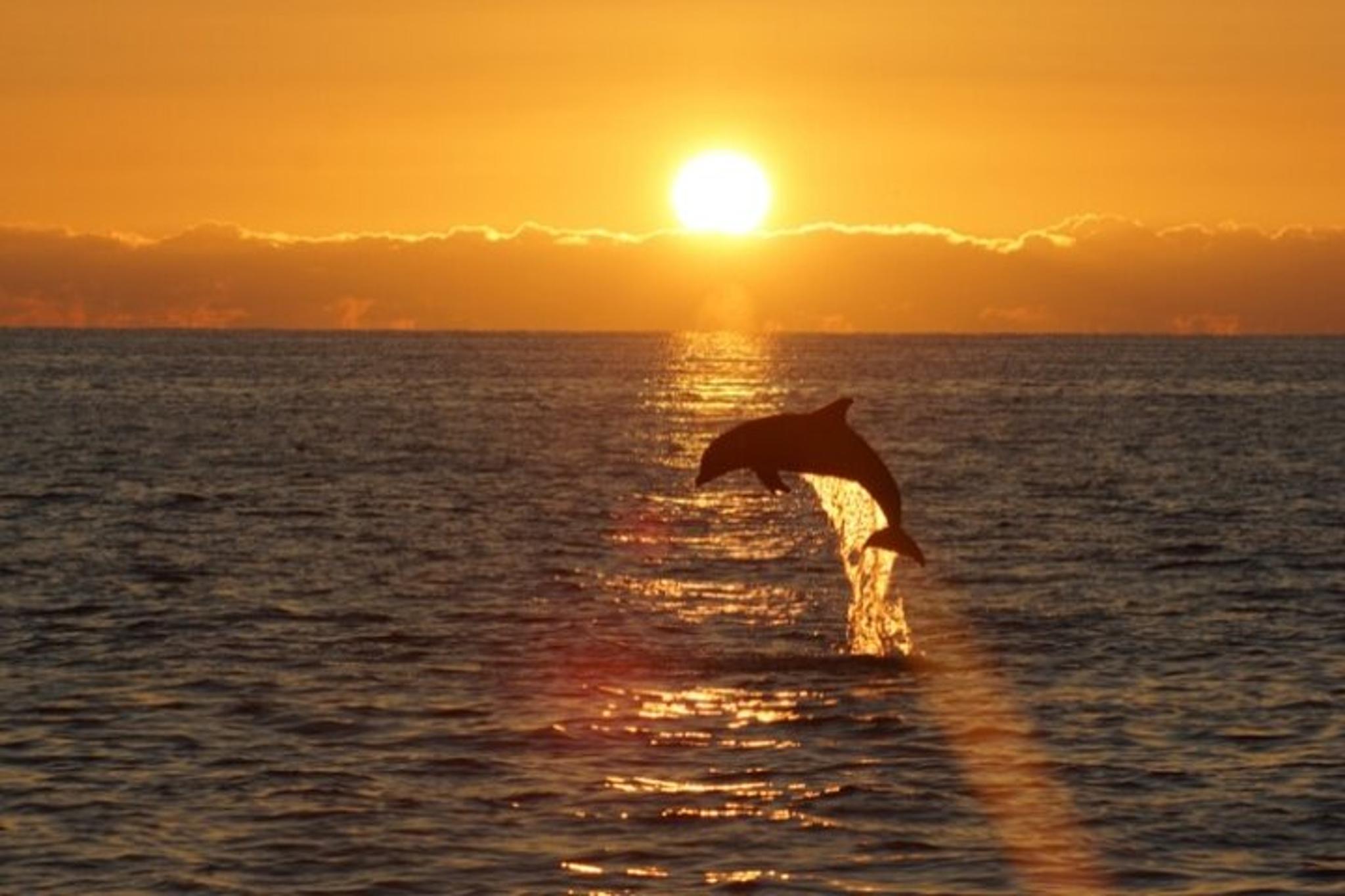 Sandestin Sunset Eco-Dolphin Cruise - Image 4