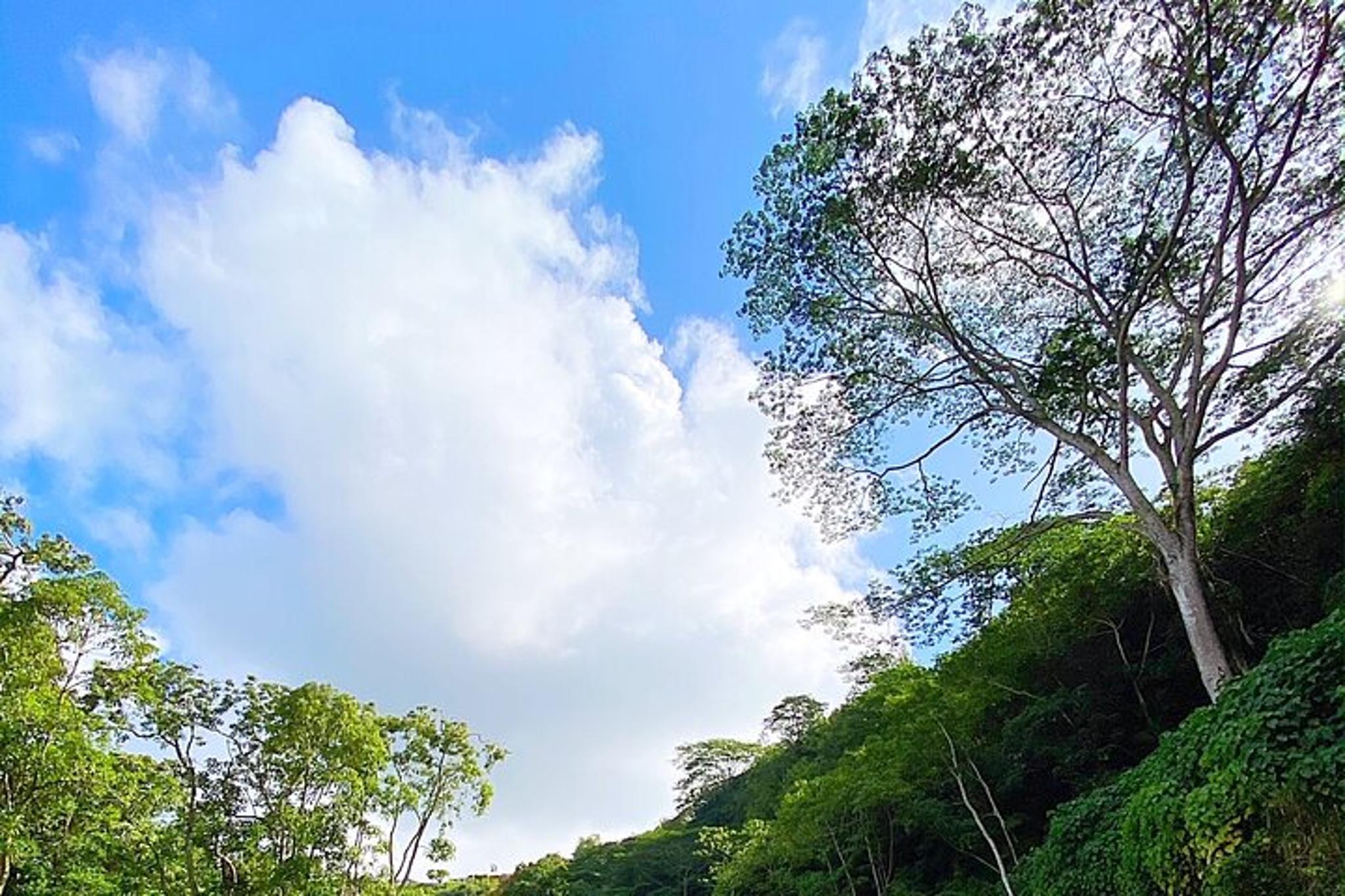 Kauai Kayak and Hike to Secret Falls - Image 5