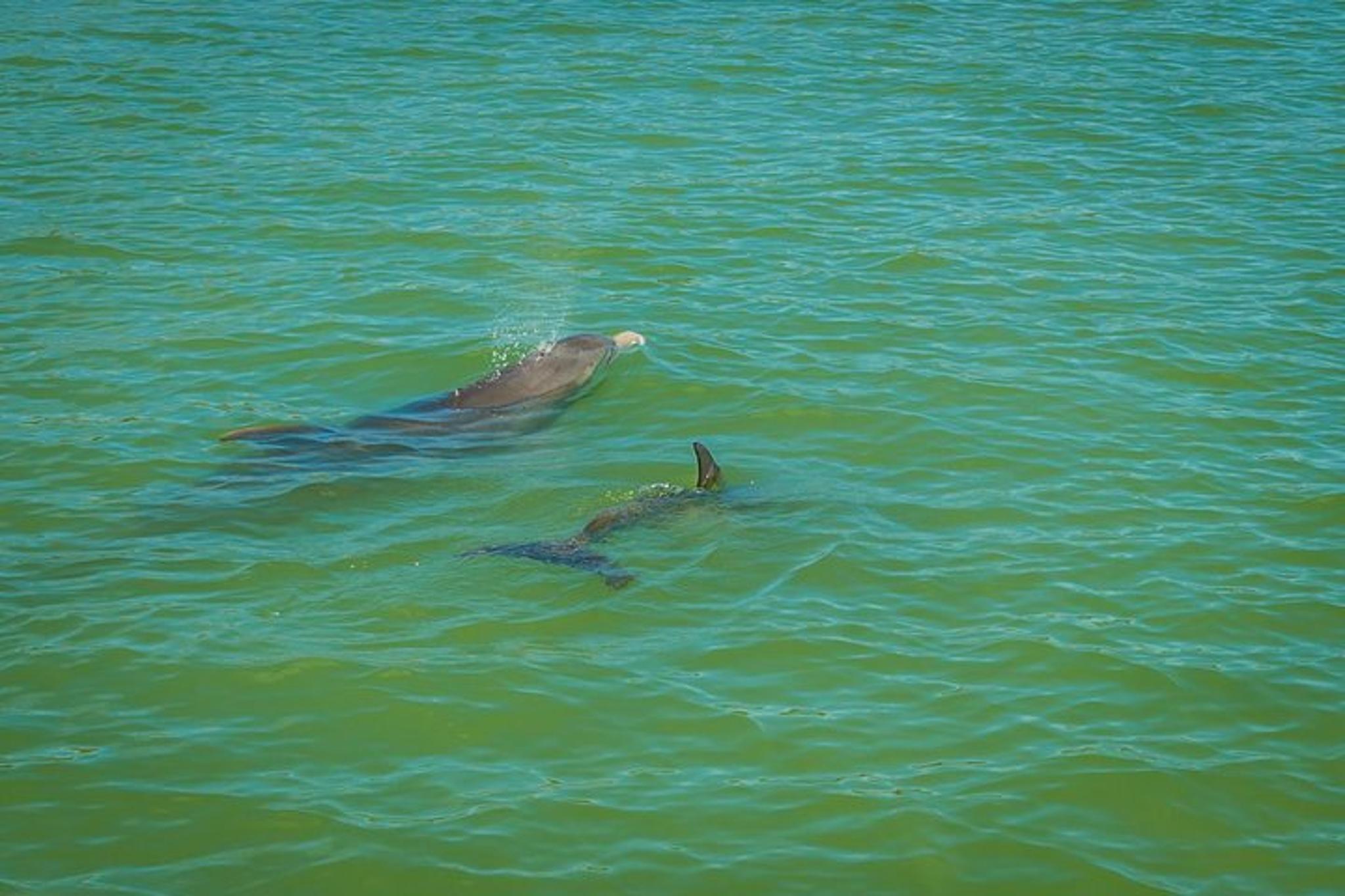 Marco Island Dolphin Sightseeing Tour 2 hr - Image 5