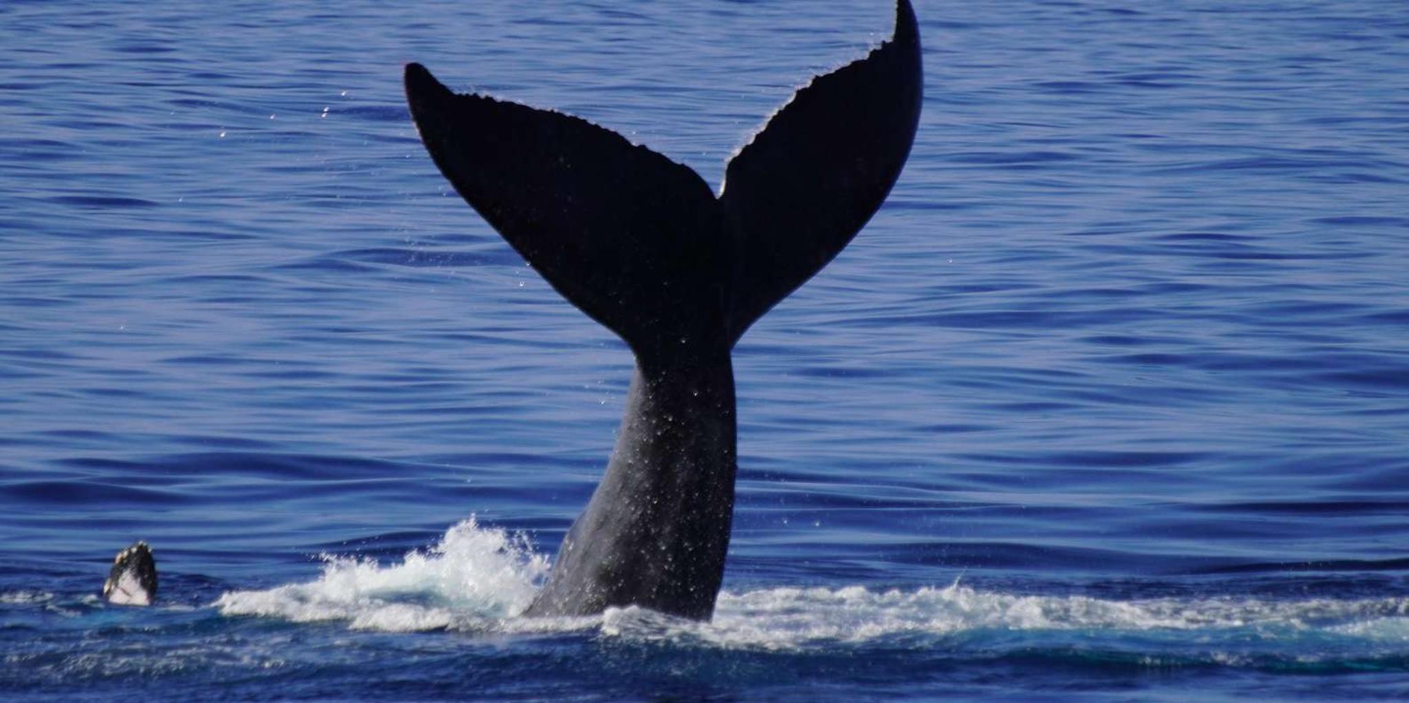 Kona Whale Watching Tour Midday 2 hr - Image 4