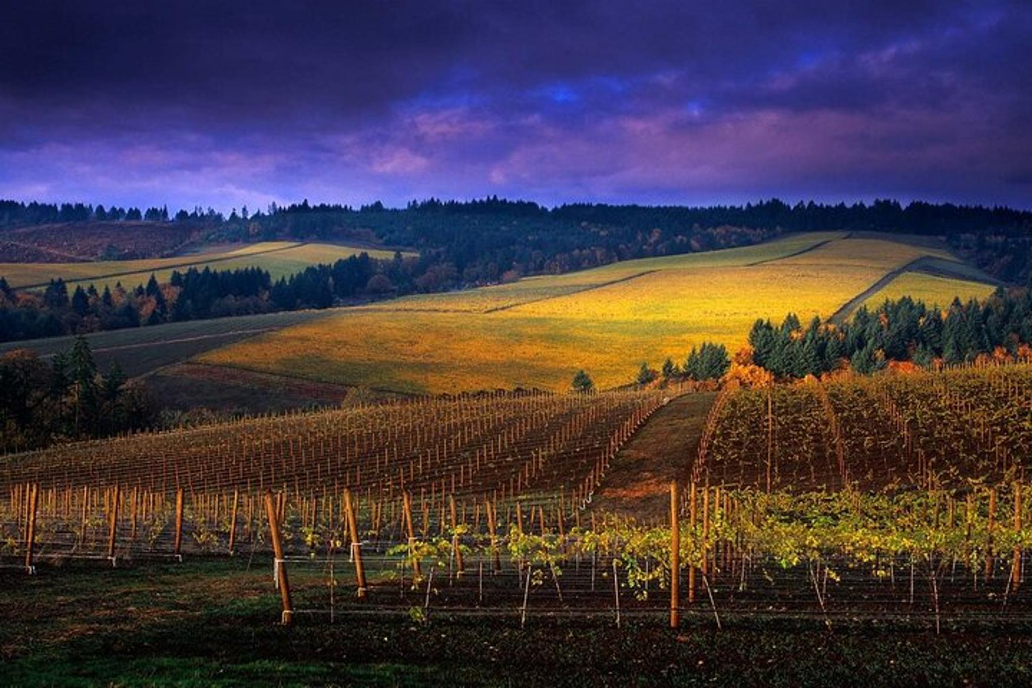 Portland Willamette Valley Wine Tour - Image 2