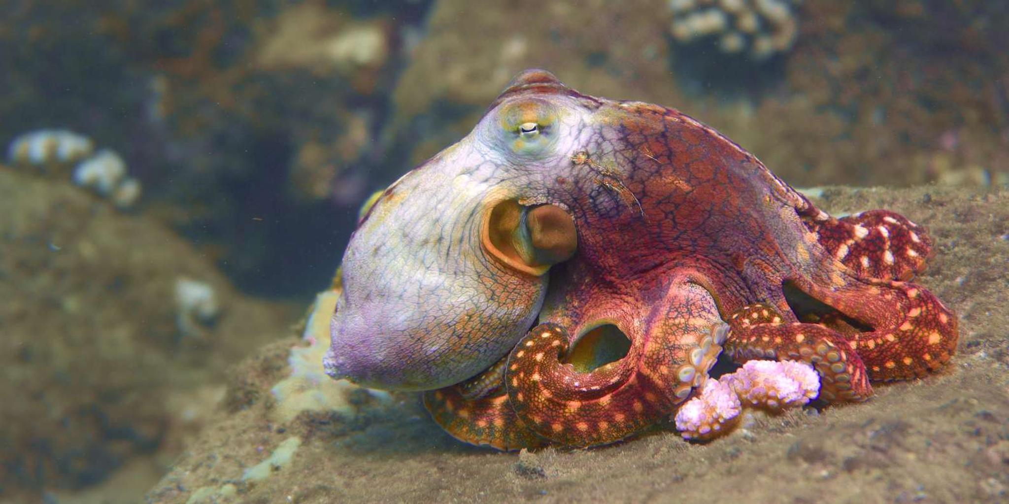 Kauai Shore Diving at Koloa Landing - Image 4