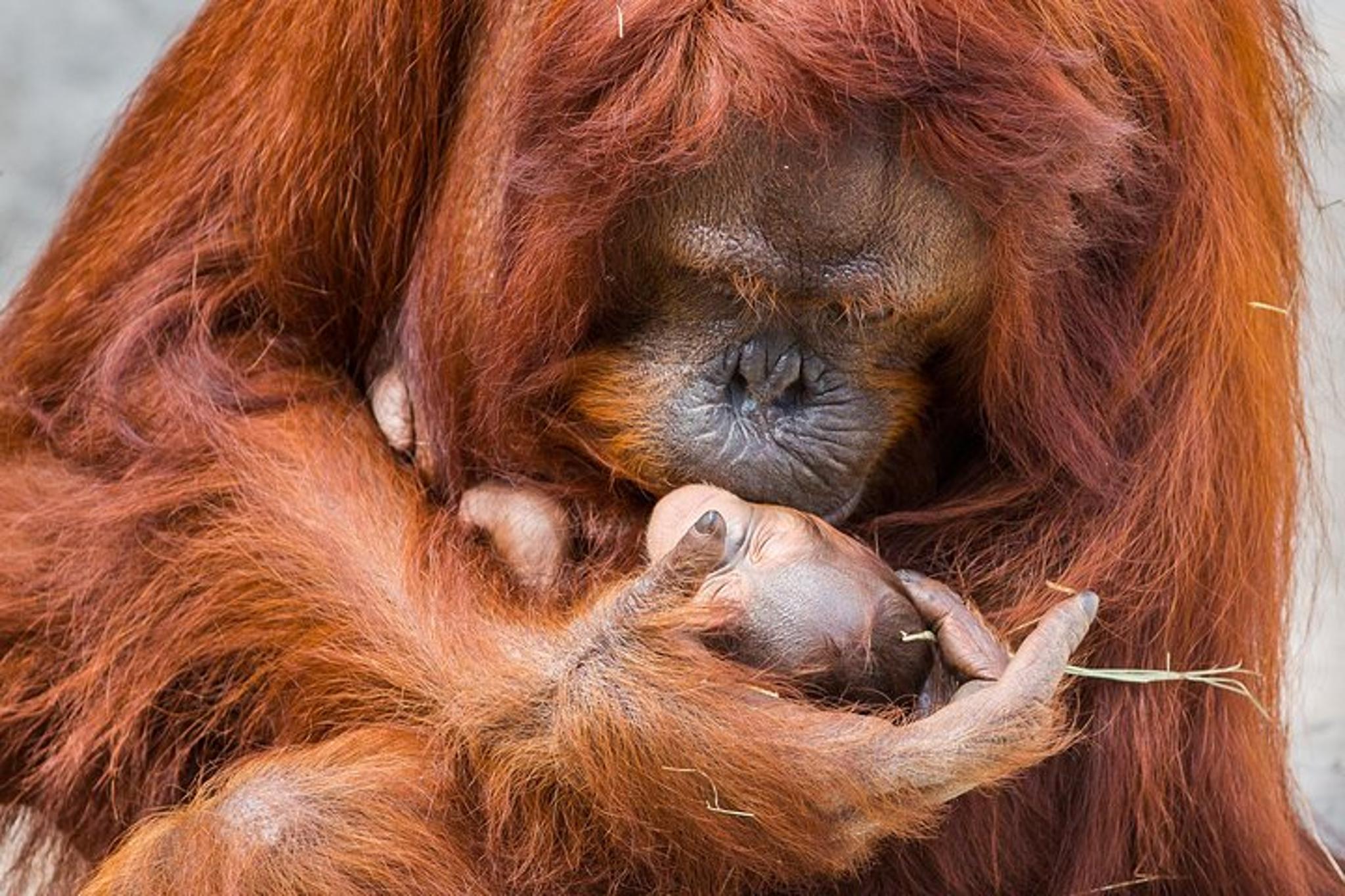 Tampa Zoo and Aquarium Admission - Image 4