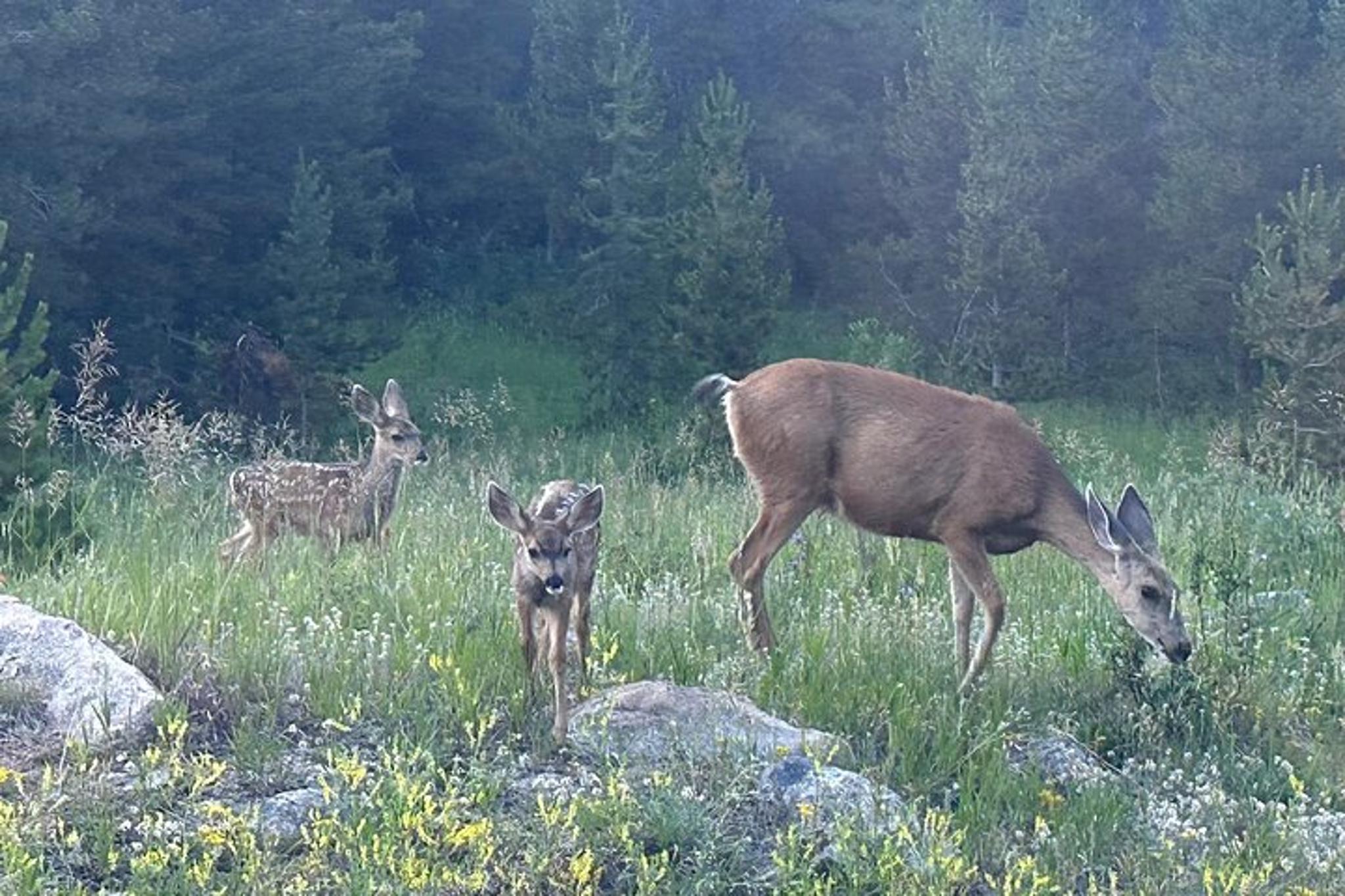 Rocky Mountain Bear Lake Corridor Tour - Image 6