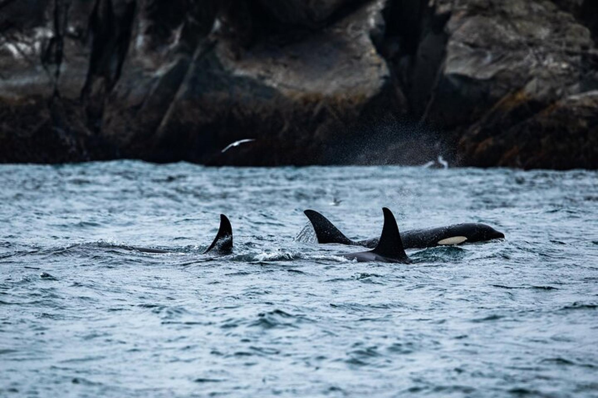 Seward Kenai Fjords National Park Cruise - Image 6