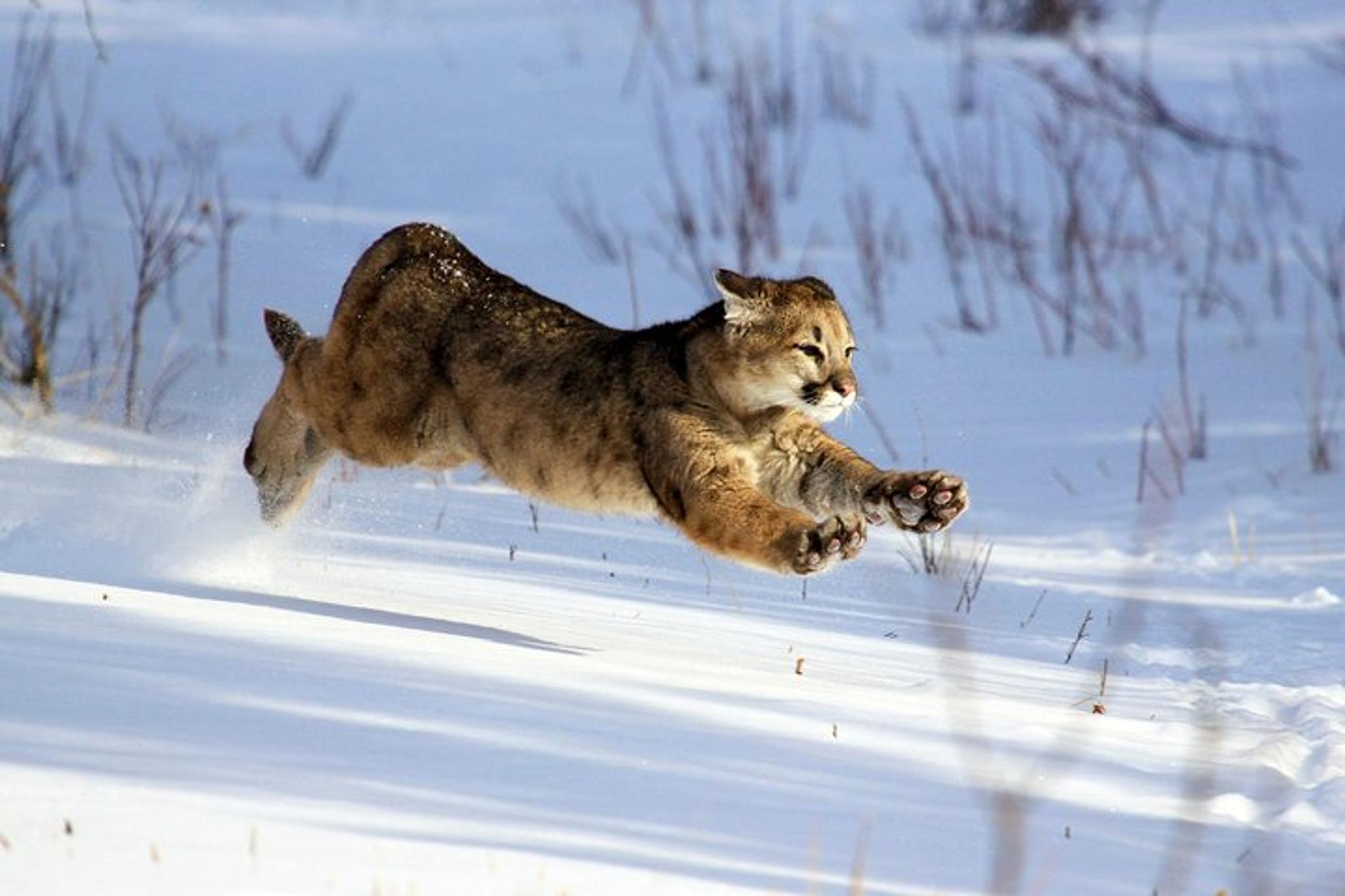Yellowstone Lower Loop Adventure with Lunch - Image 5