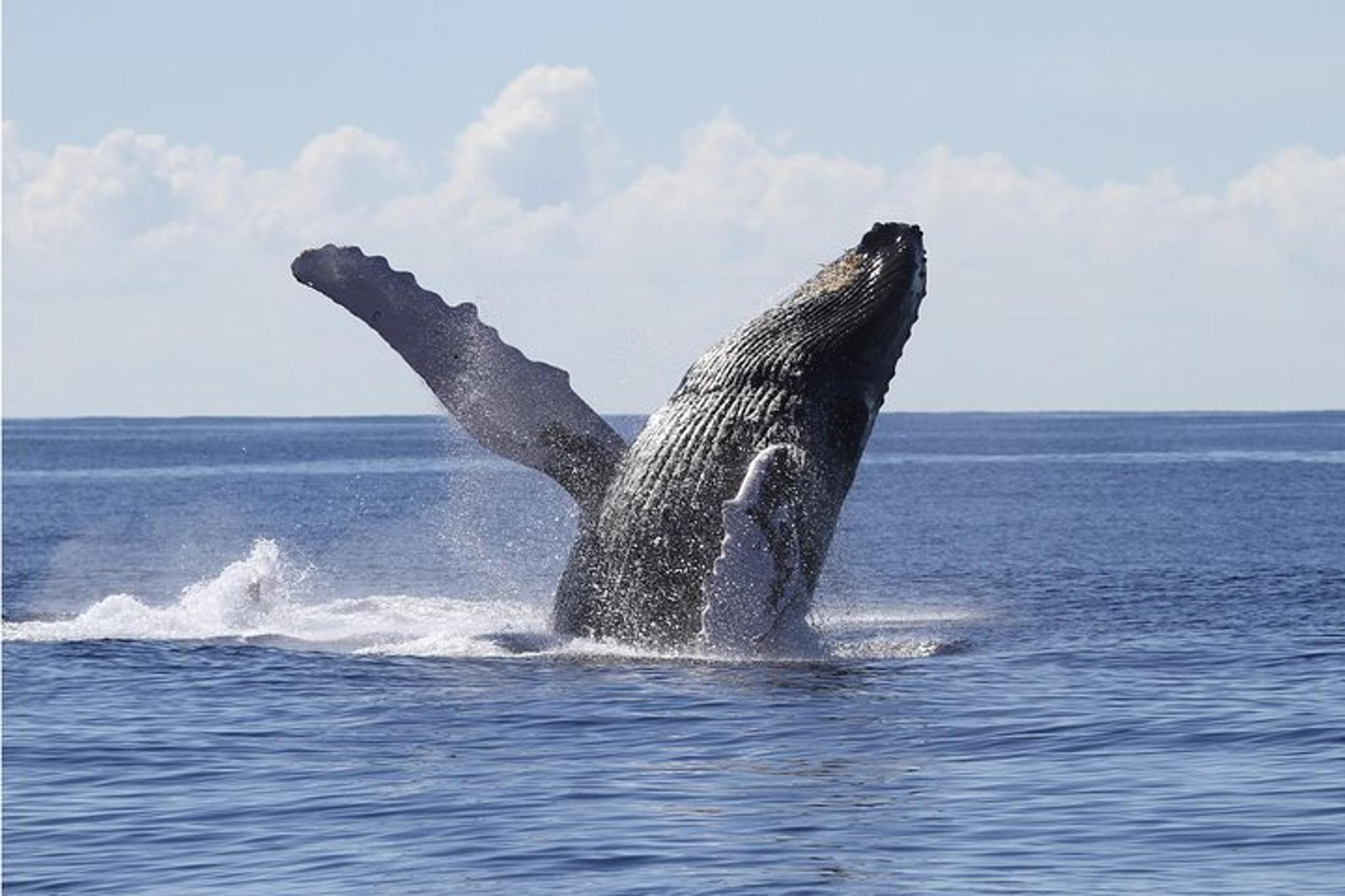 Honolulu Whale Watching Cruise - Image 2