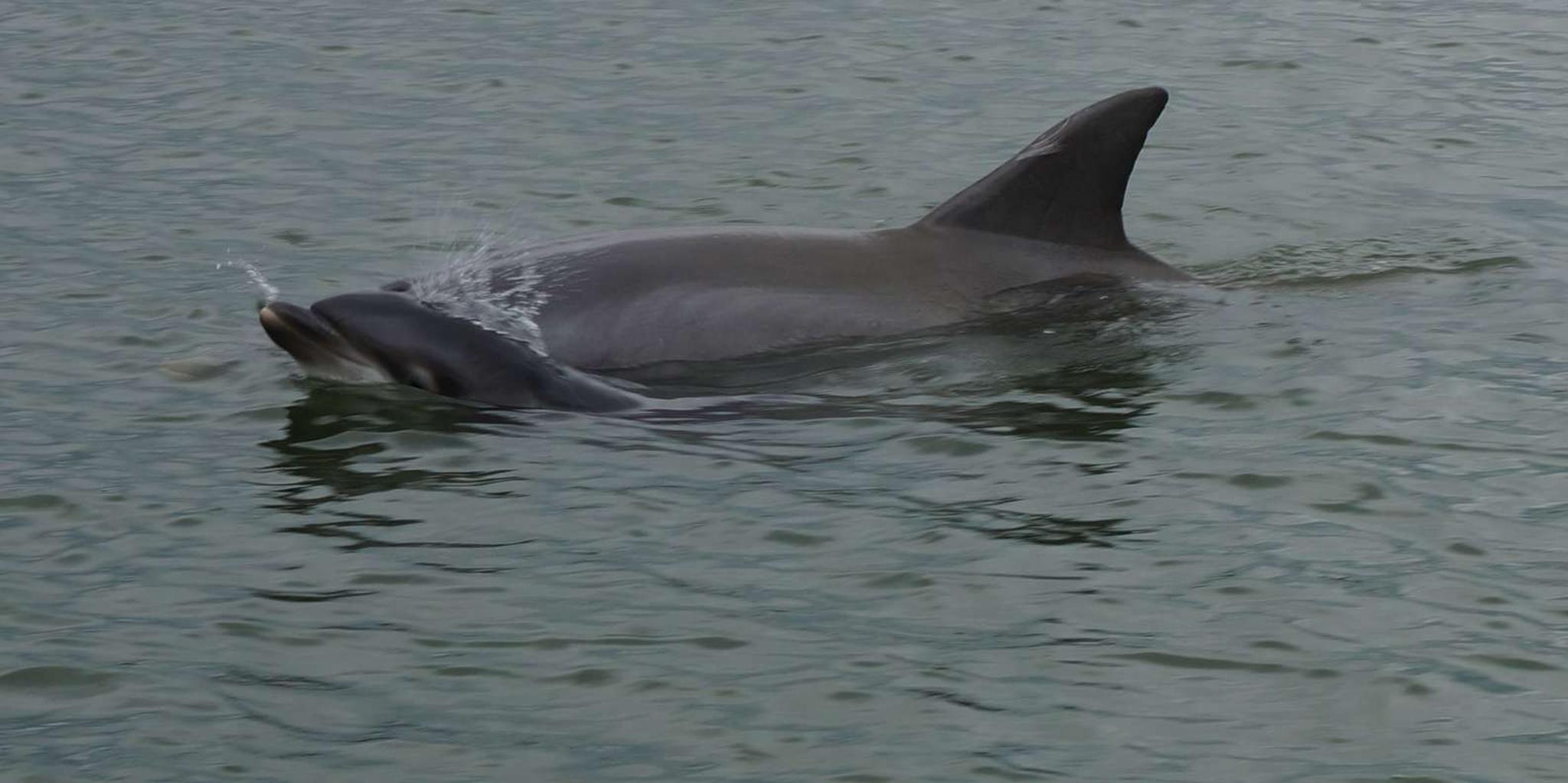 Hilton Head Island Dolphin and Nature Tour - Image 5