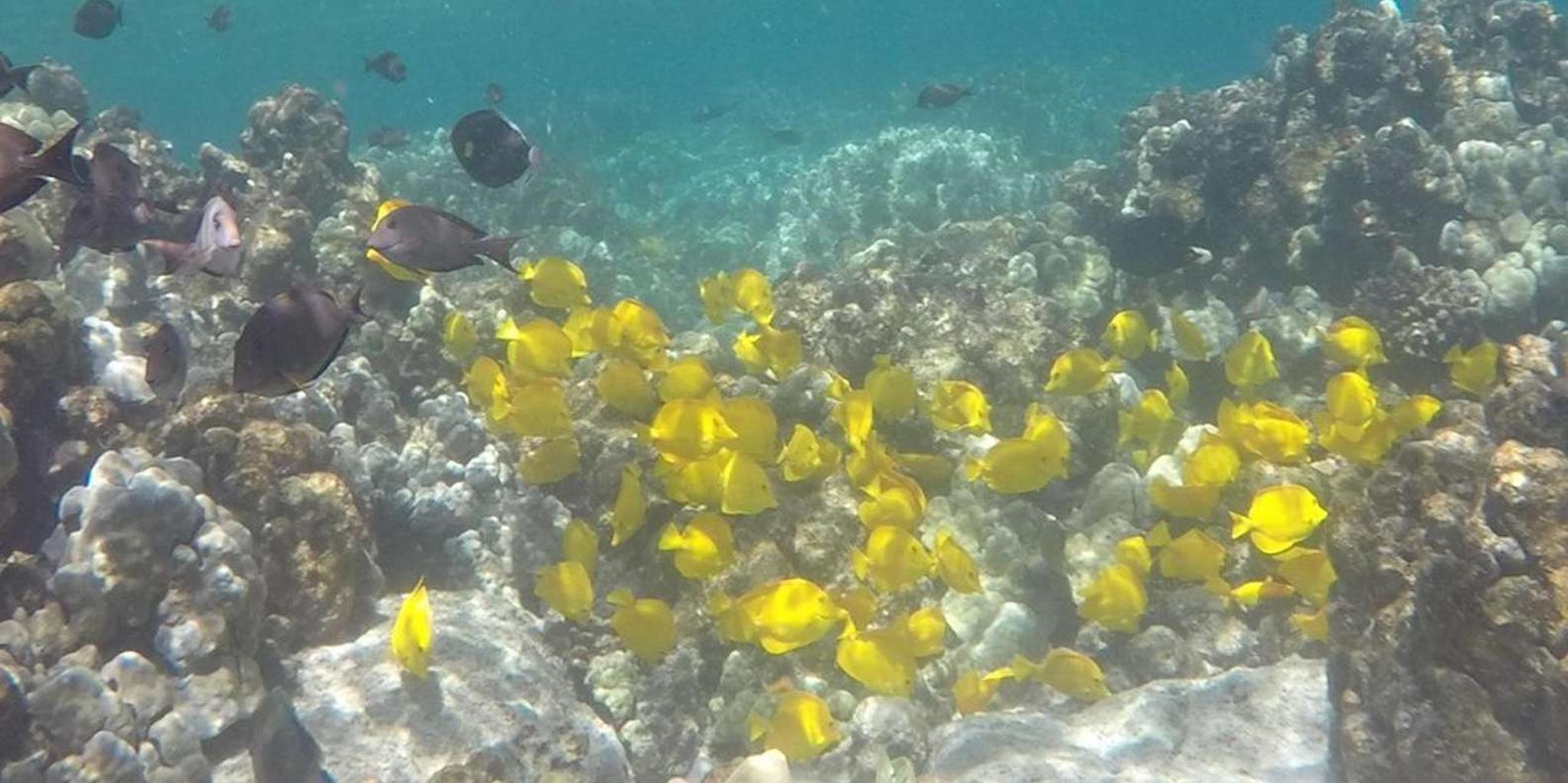 Kailua-Kona Kealakekua Bay Snorkel and Sail Adventure - Image 5