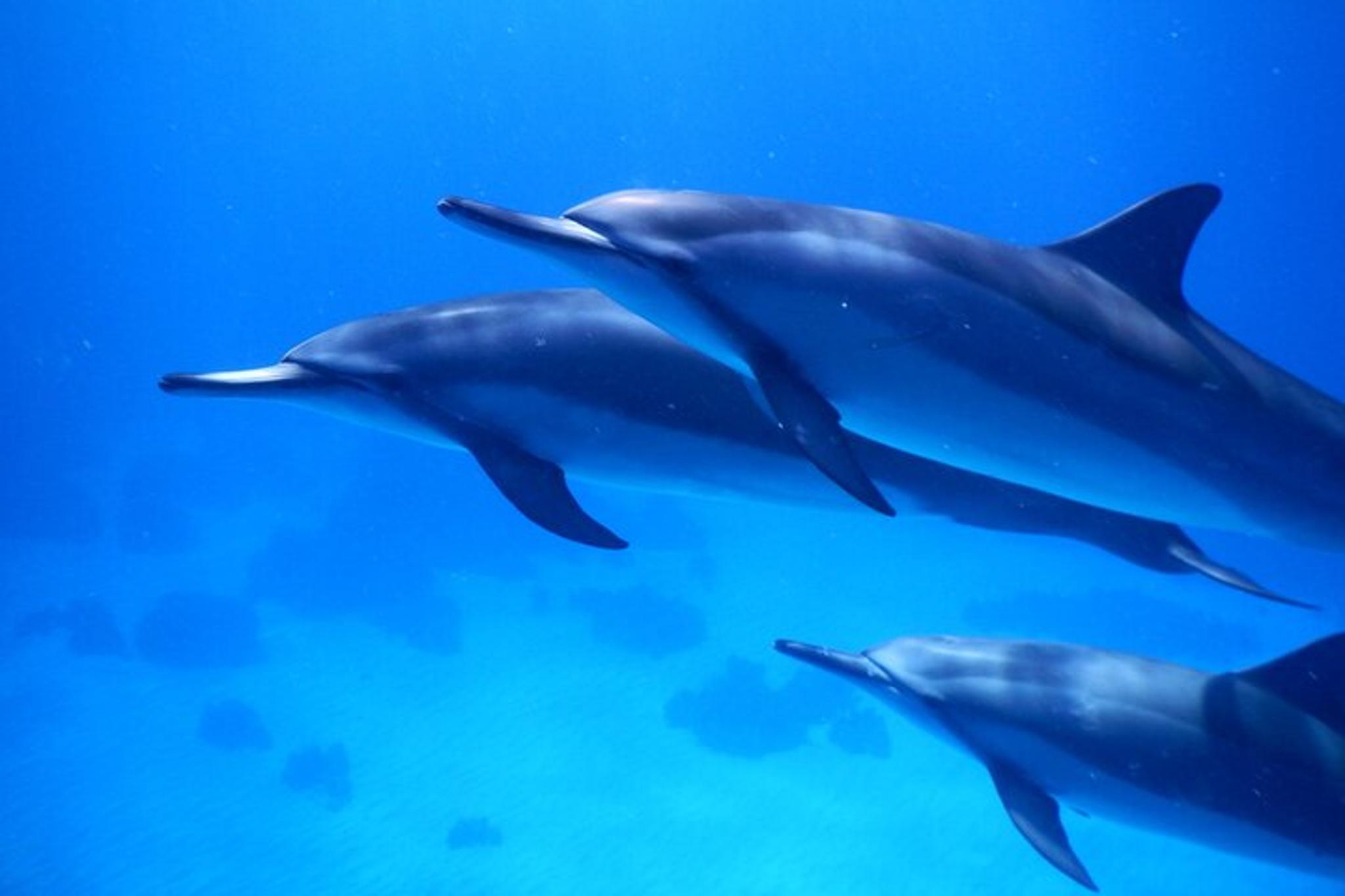 Kailua-Kona Dolphin Watching and Double Reef Snorkel - Image 5