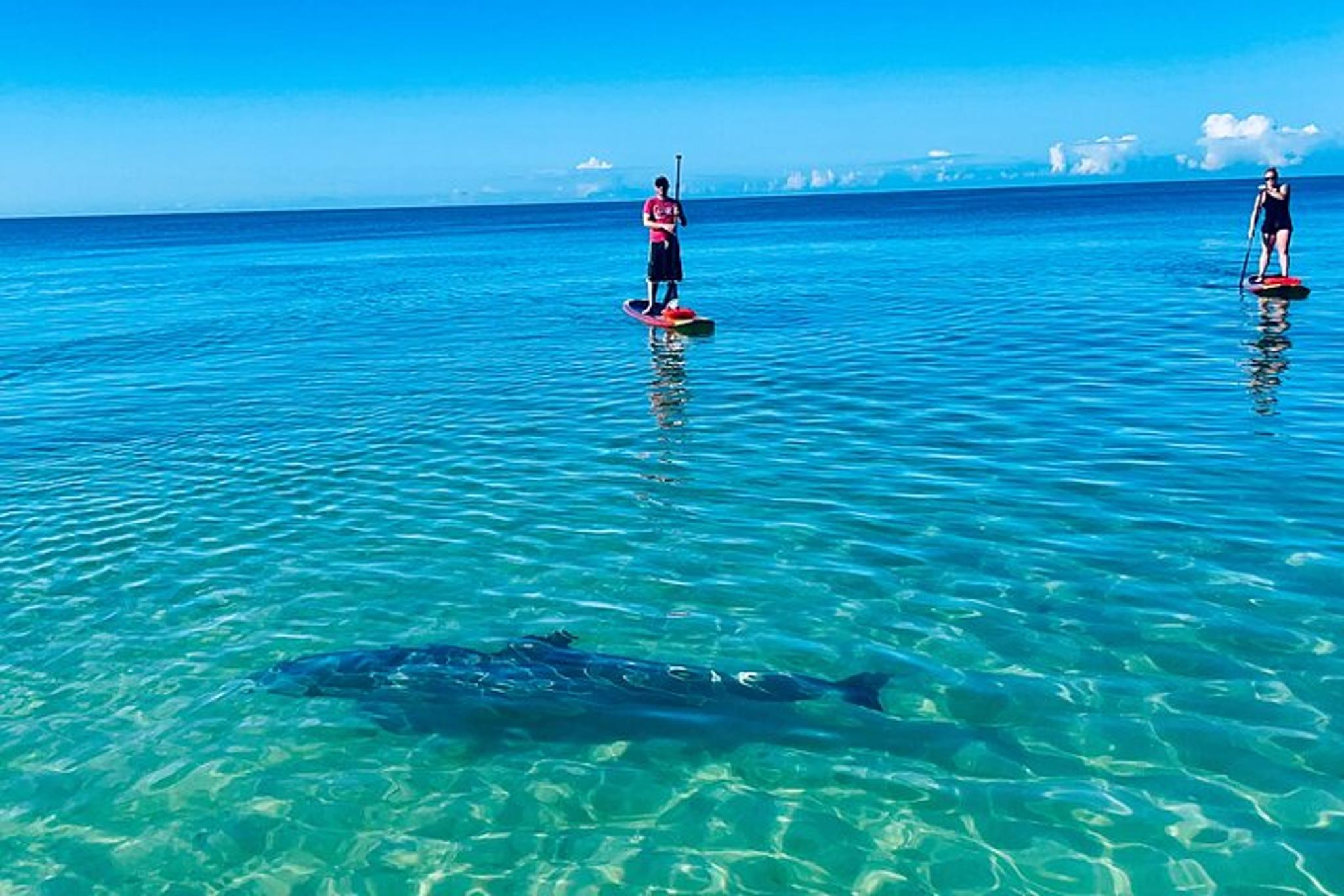 Bonita Springs Dolphin, Manatee, and Sea Turtle Adventure - Image 4