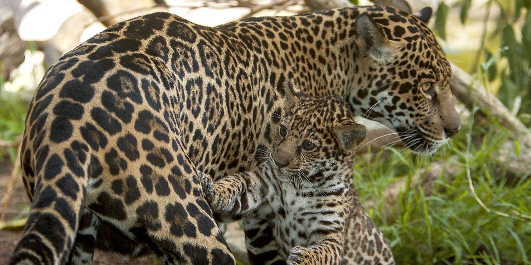 San Diego Zoo Admission Ticket