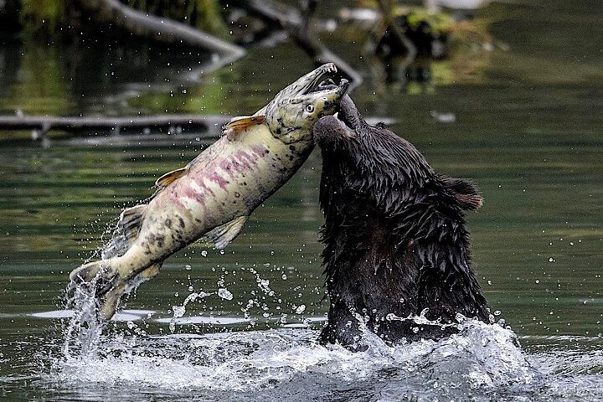 Ketchikan Private Wildlife Tour 4 hr - Image 3