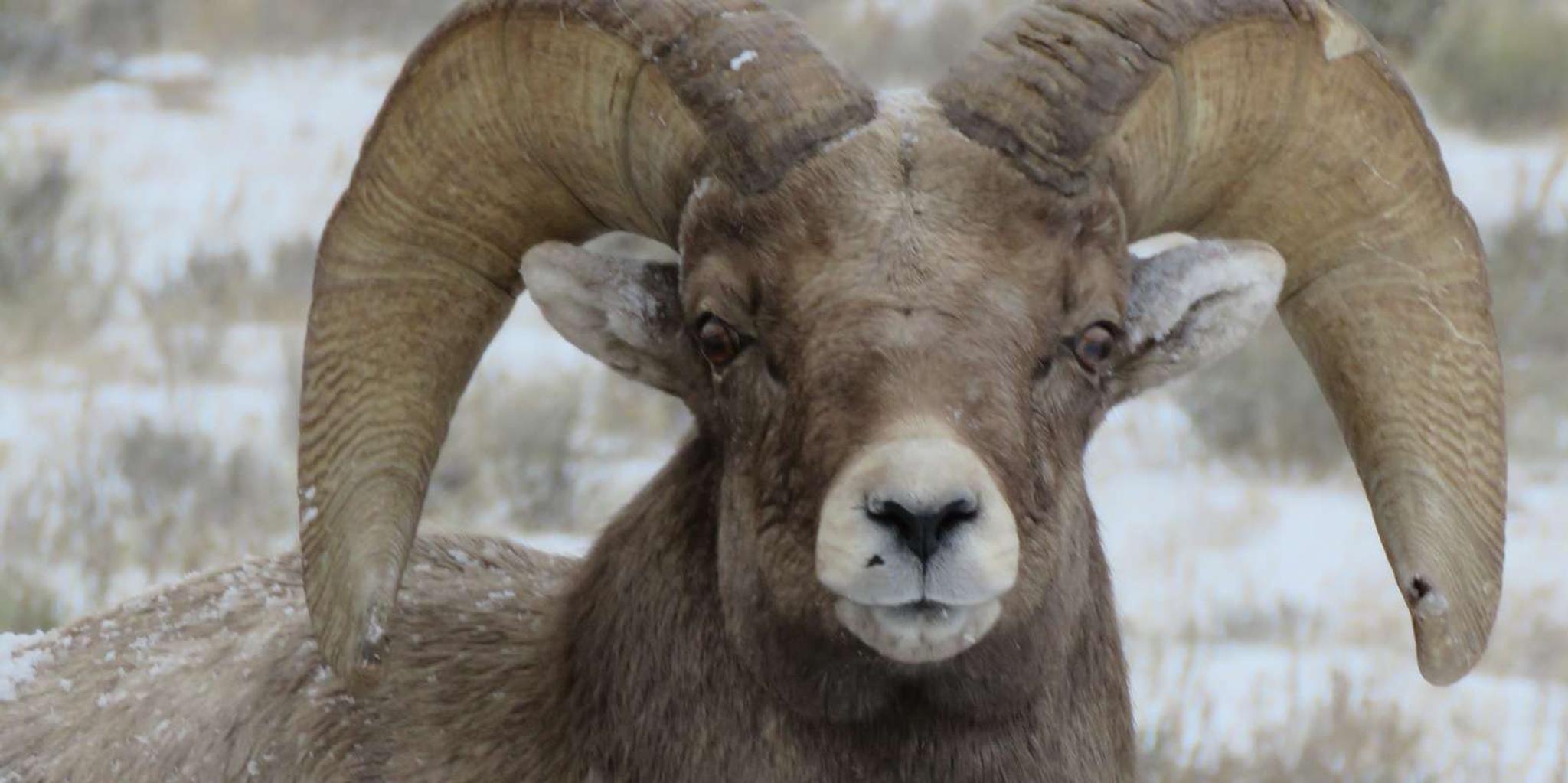 Jackson Hole Wildlife Tour with Sleigh Ride - Image 4
