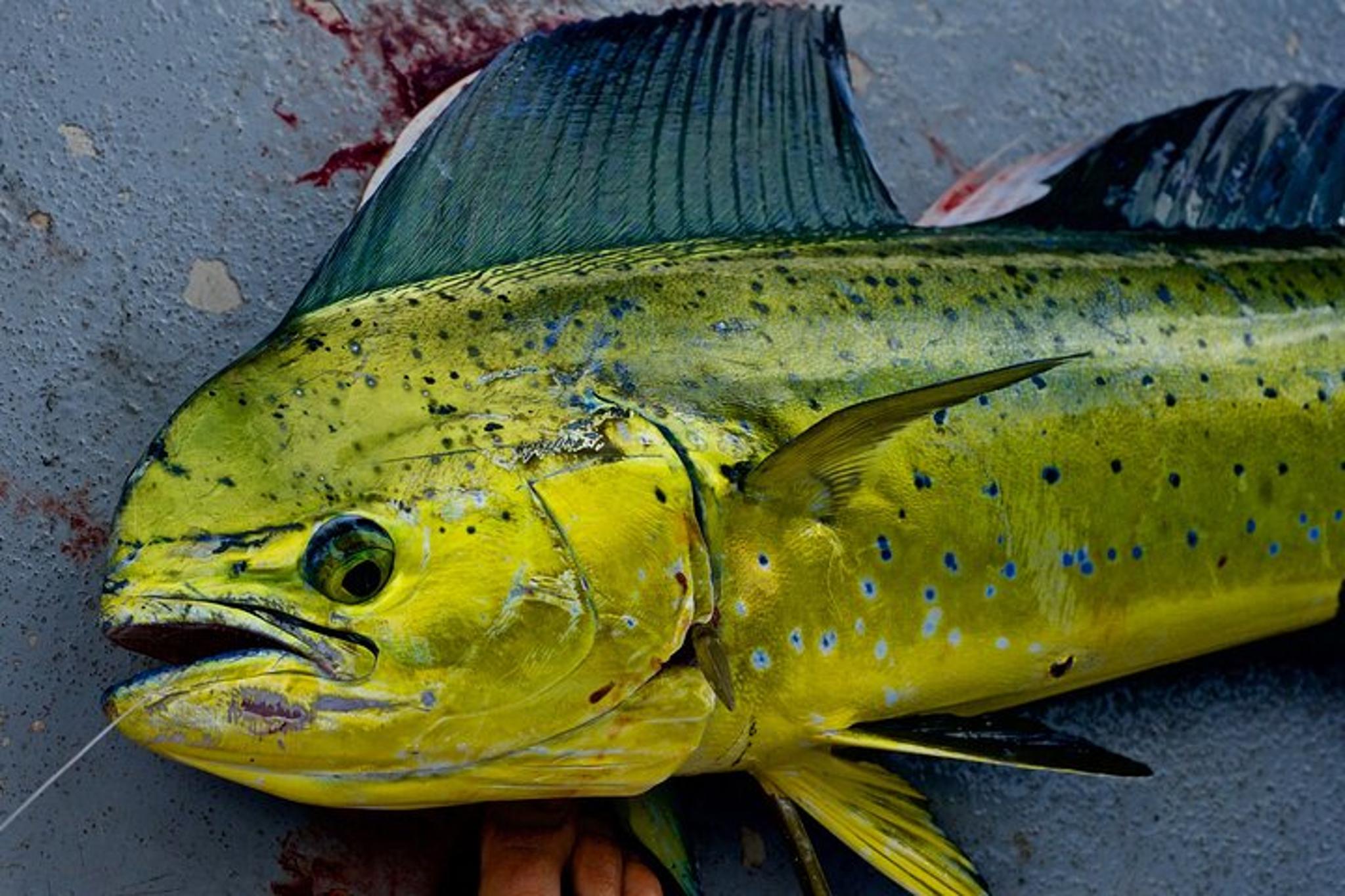 Kauai Deep Water Fishing - Image 4
