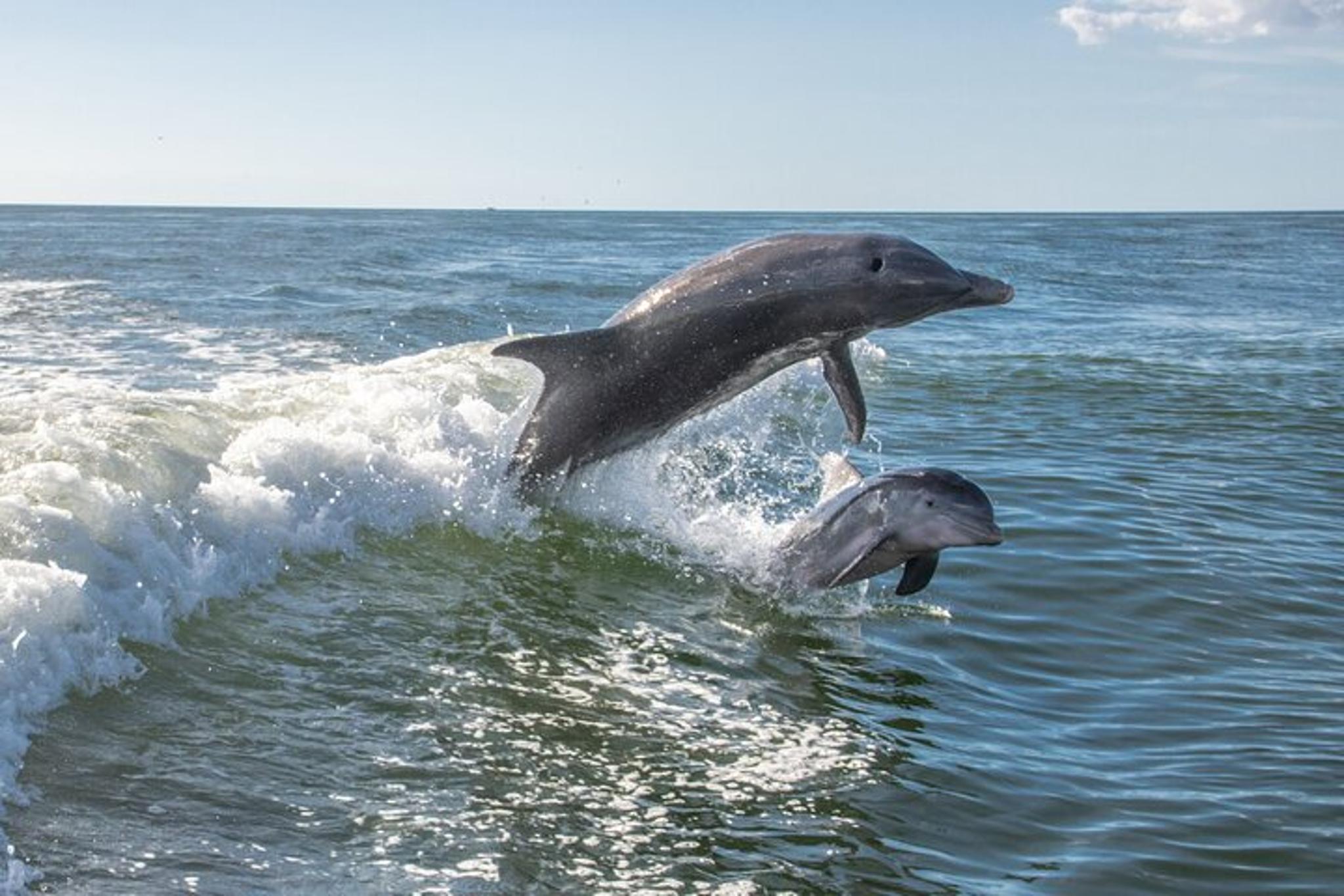Anna Maria Island Dolphin Sightseeing Adventure - Image 6