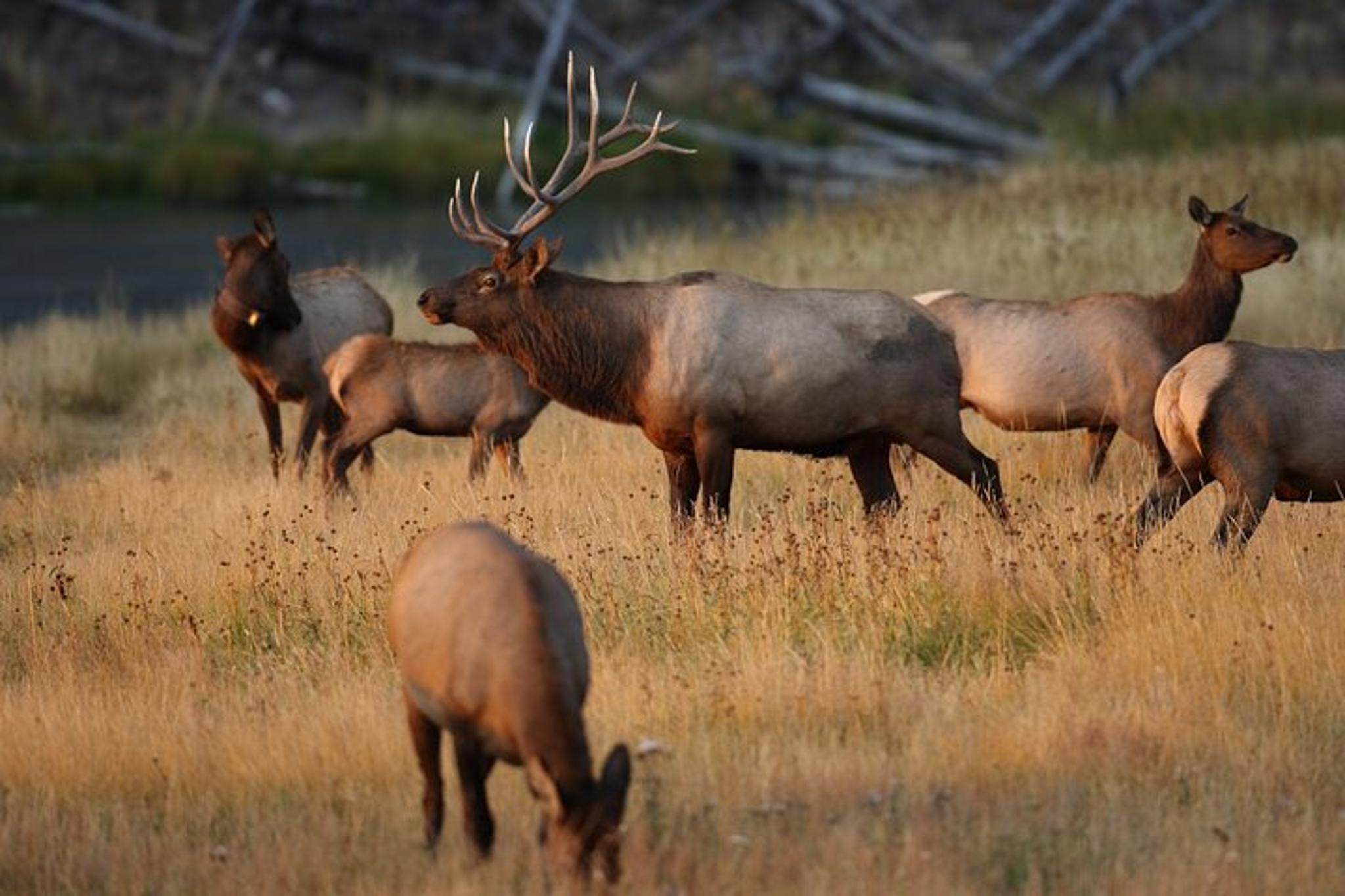 Yellowstone Wildlife and Scenic Sites Private Tour - Image 1