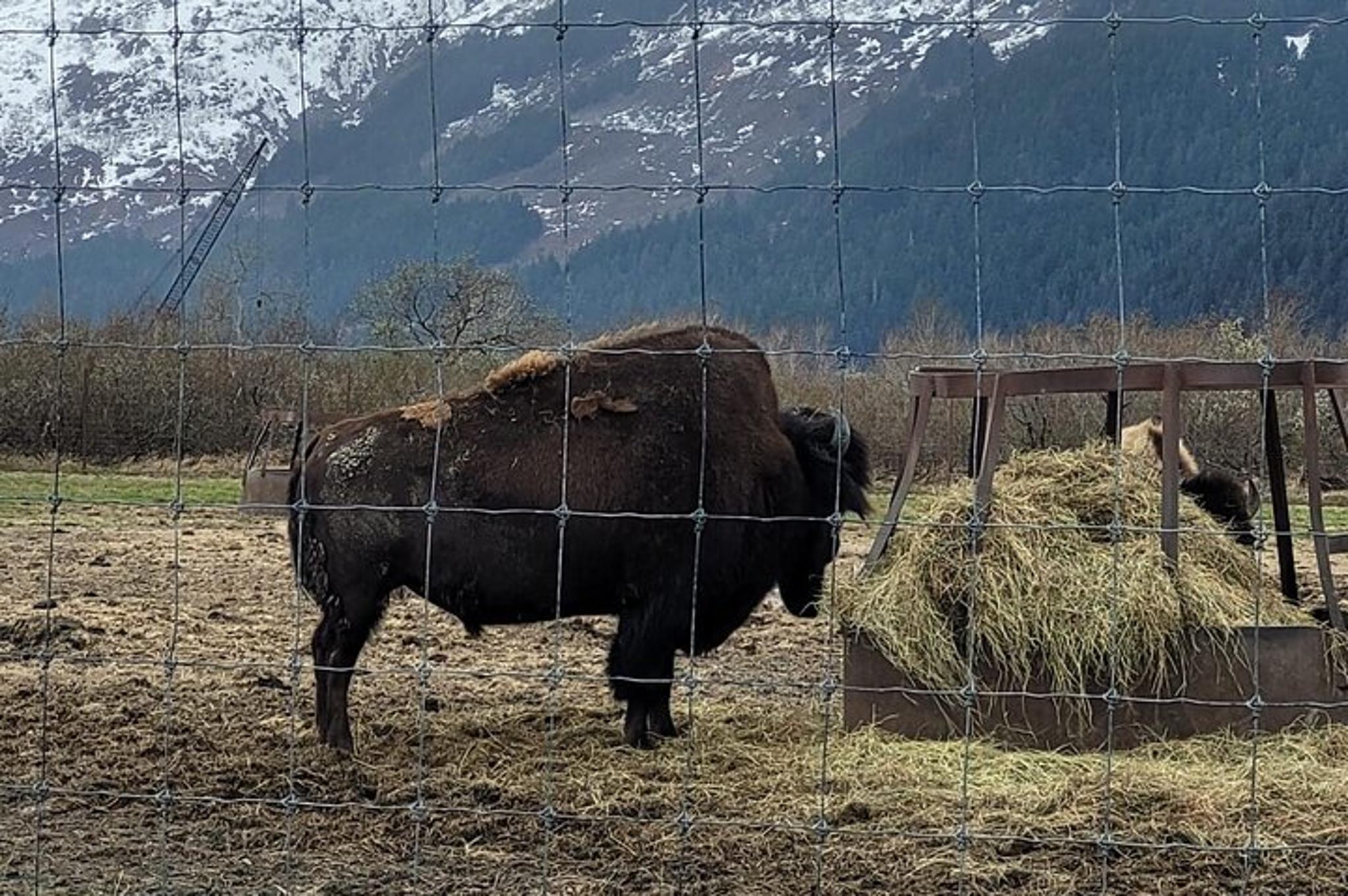 Anchorage Alaska Wildlife Conservation Center Tour - Image 6