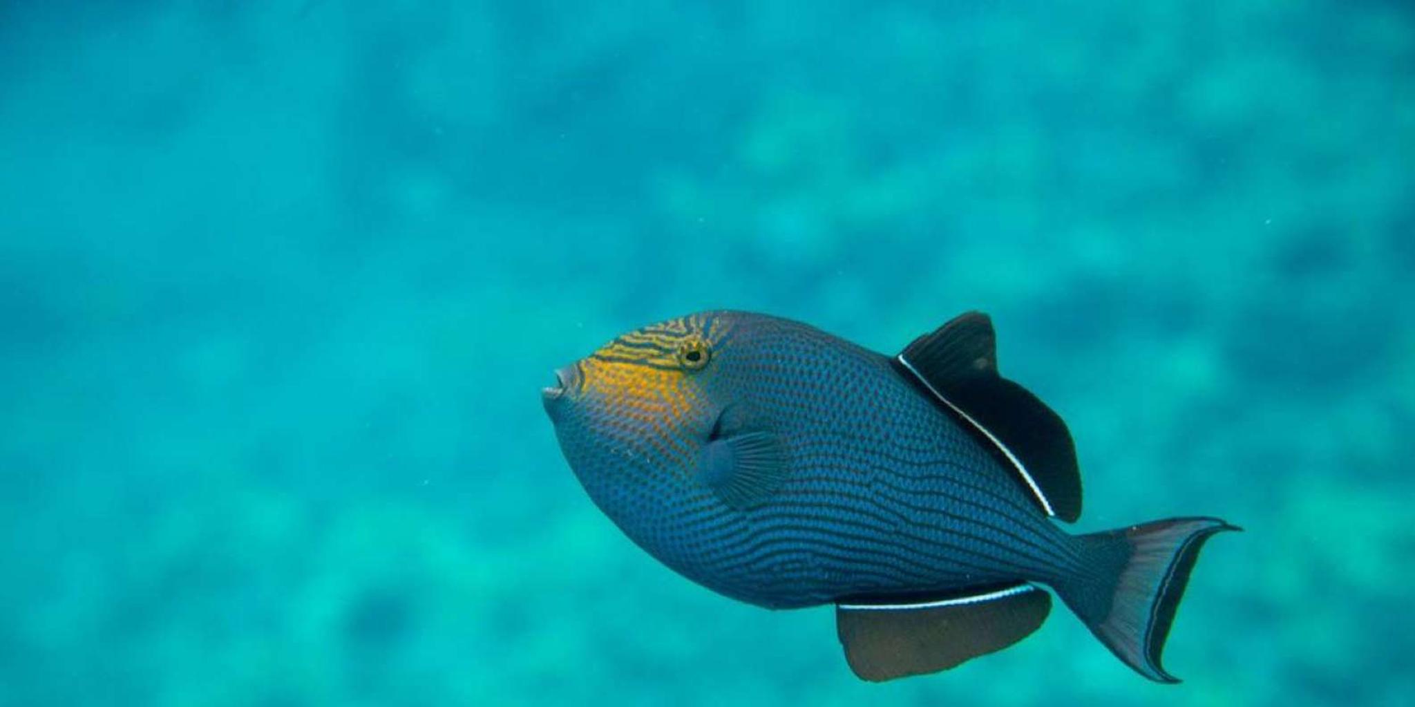 Kihei Sea Caves and Molokini Snorkel Tour - Image 2